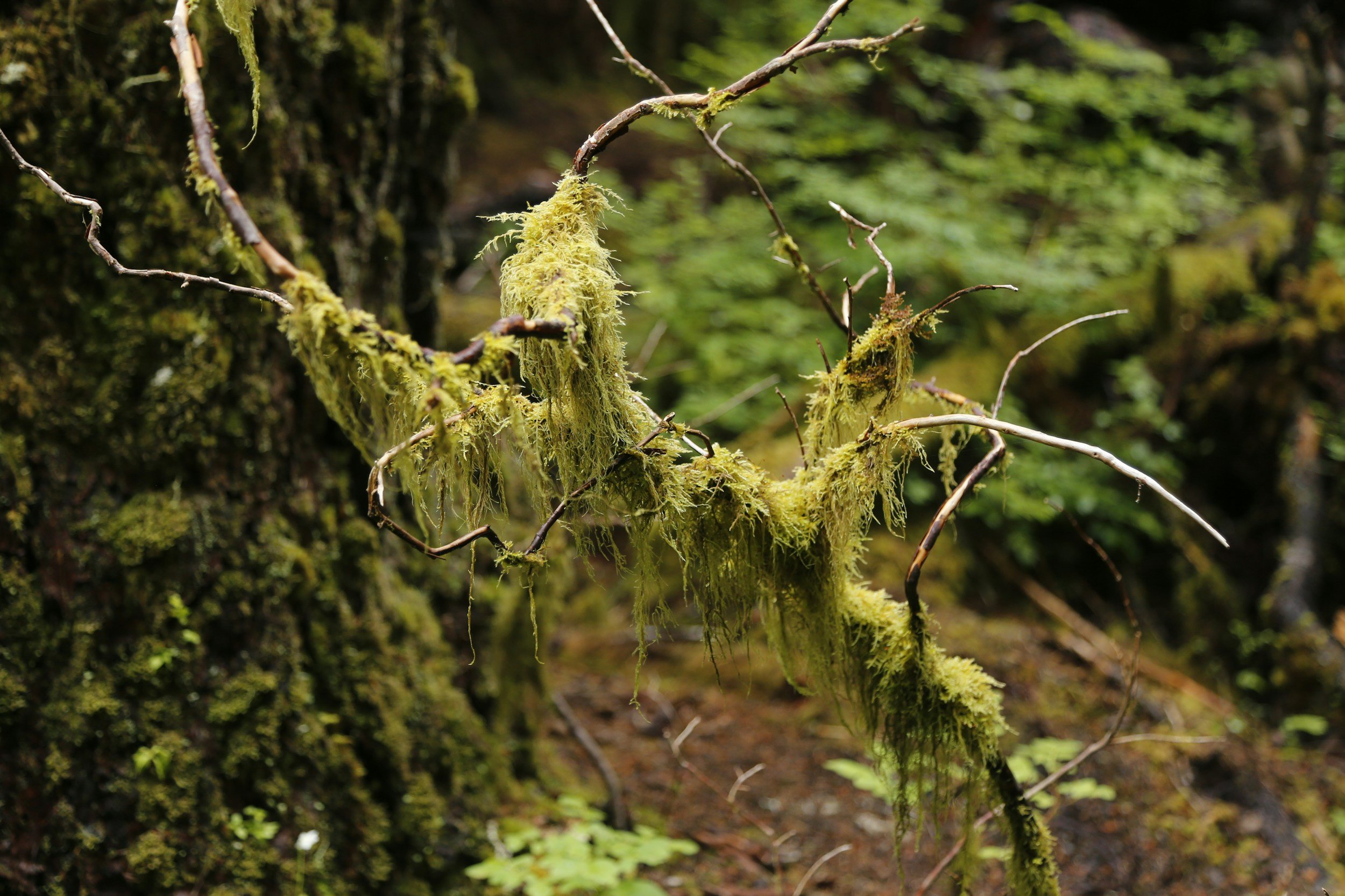 Close-up of moss growing on a tree branch in a forest setting.