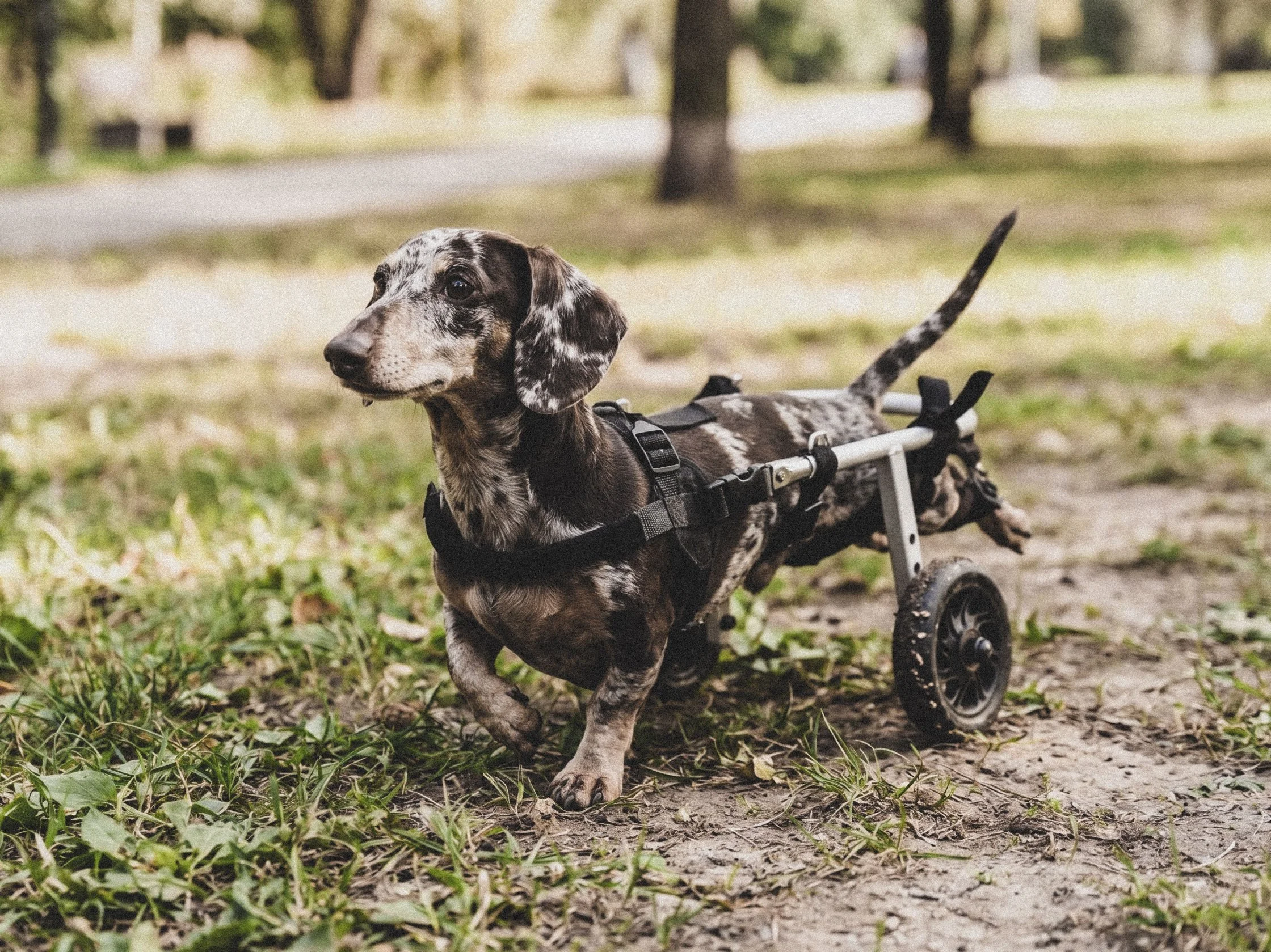 Dachshund using a dog wheelchair after IVDD.
