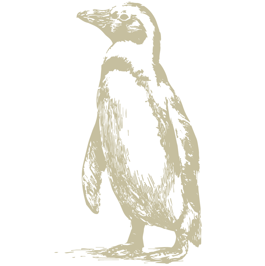 vintage illustration of a penguin