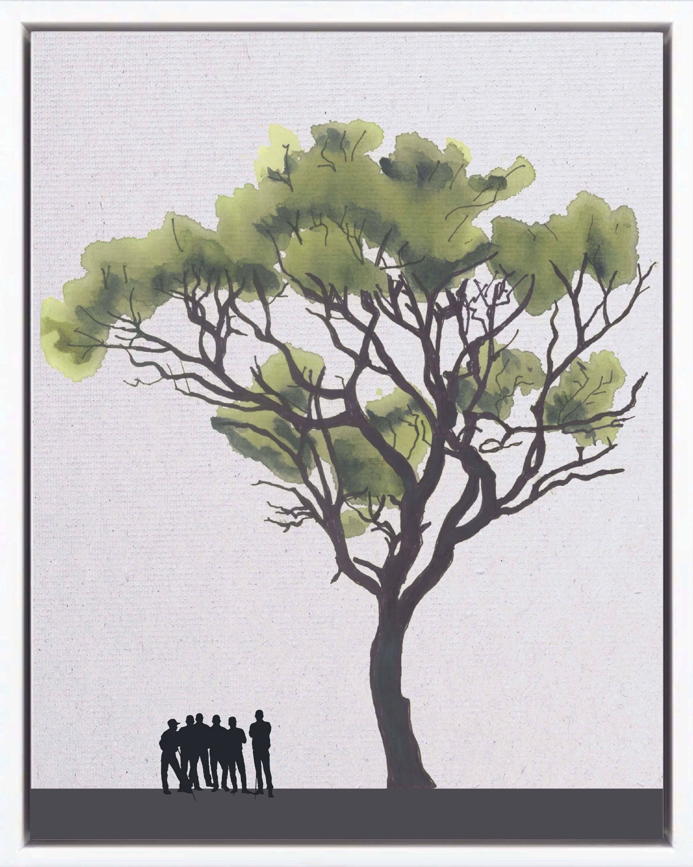 Hand-illustrated portrait of Guachipelín (Yellow heart; guachipilín, cuachepil, macano amarillo, palo santo), Diphysa americana, nitrogen-fixing pioneer reforestation tree of the Isthmian-Atlantic slope, at mature height with figure for scale.