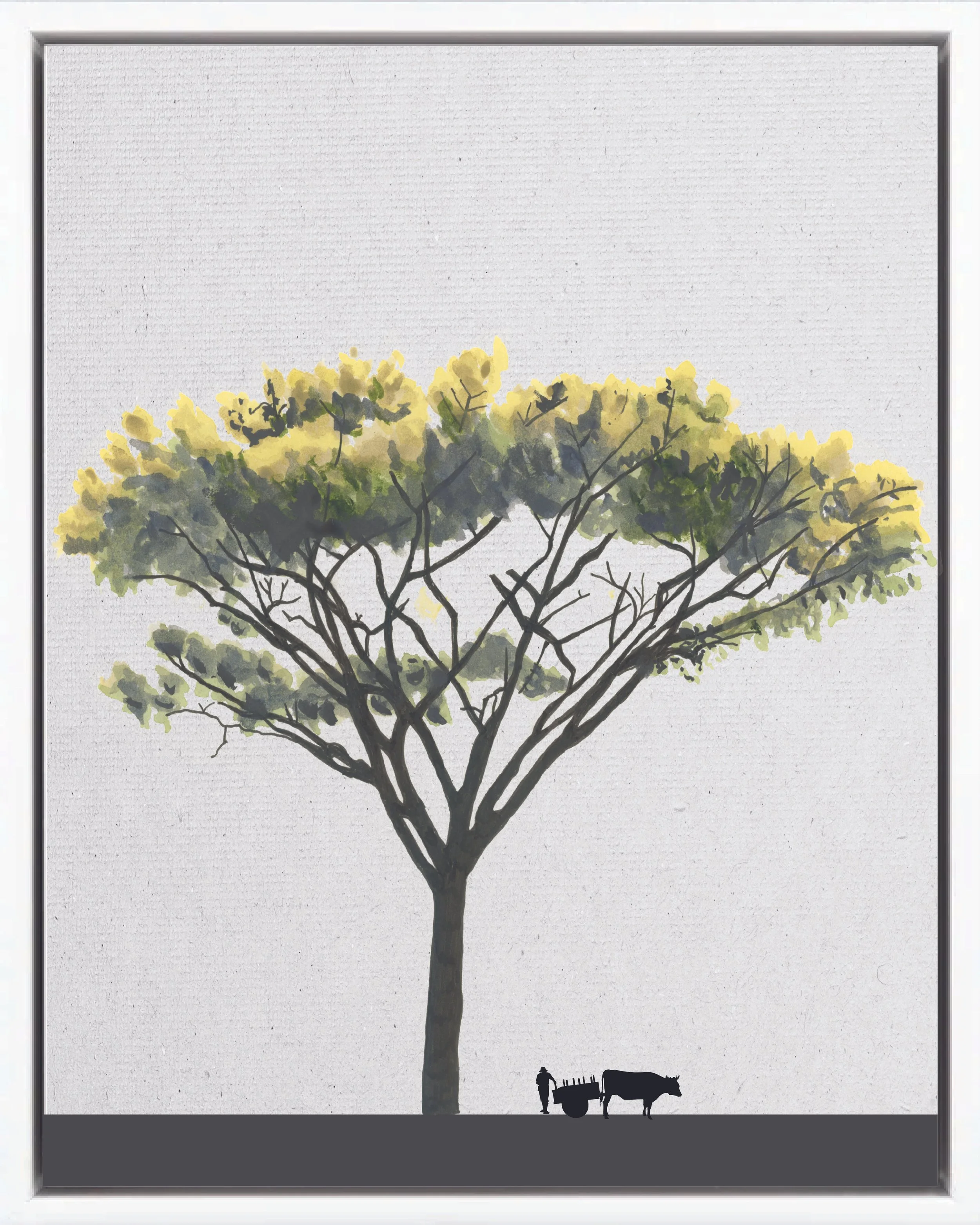 Illustration of Gallinazo (Brazilian firetree; zorra, cañafistol, tambor, frijolillo), Schizolobium parahyba, fast pioneer reforestation tree of the Isthmian-Atlantic slope, at mature height with figure for scale.