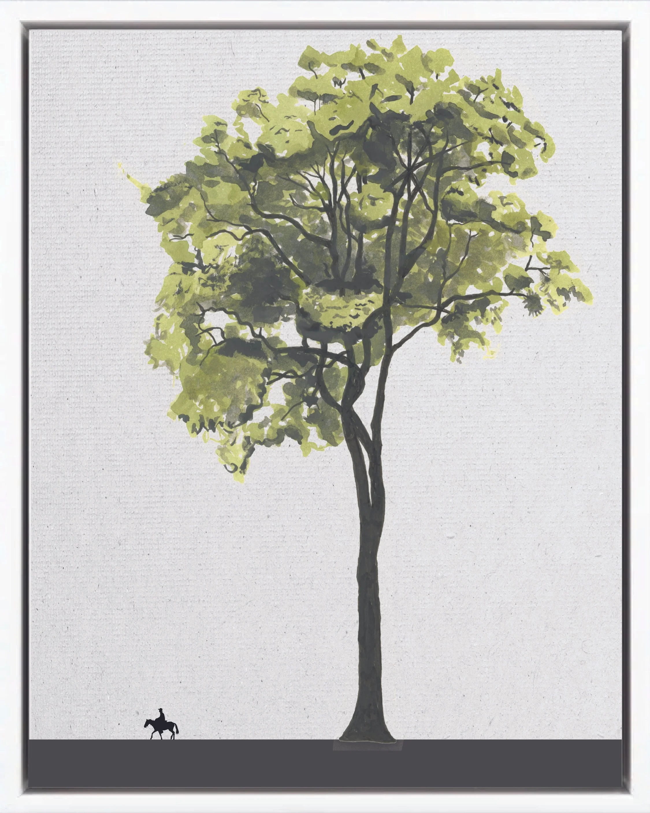 Illustration of Sura (Dragonwood, guayabón, guayabo de montaña), Terminalia oblonga, climax emergent reforestation tree of Costa Rica's Neotropical Isthmian-Atlantic slope, at mature height with figure for scale.
