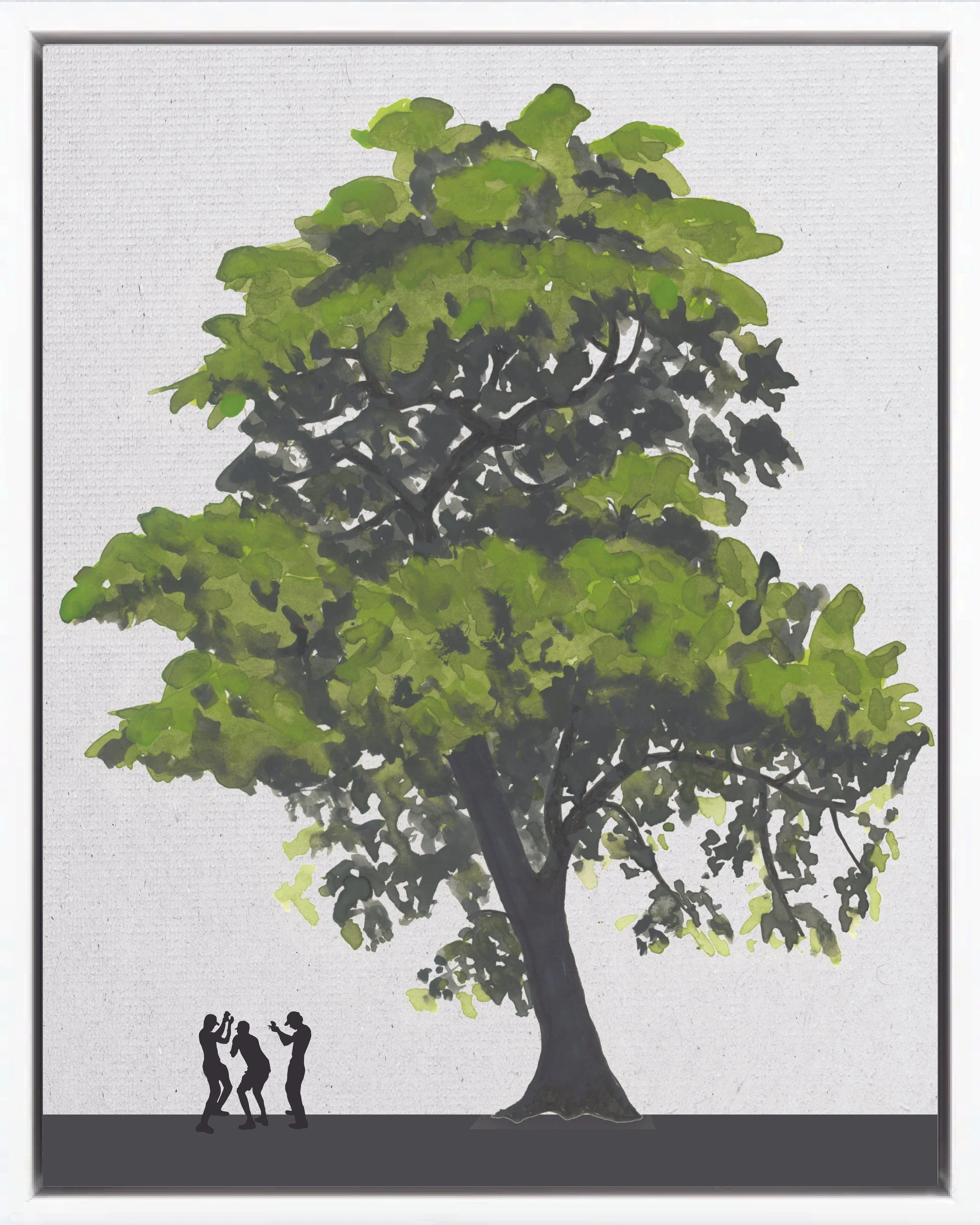 Illustration of Gavilán (Pracaxi, quebracho, dormilón), Pentaclethra macroloba, climax canopy reforestation tree of Costa Rica's Neotropical Isthmian-Atlantic slope, at mature height with figure for scale.