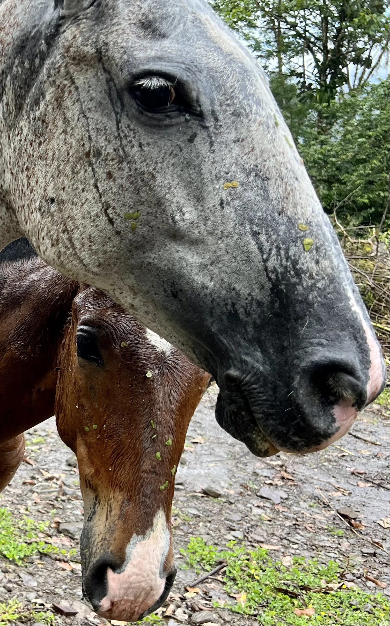 A mare and her fowl in Costa Rica.