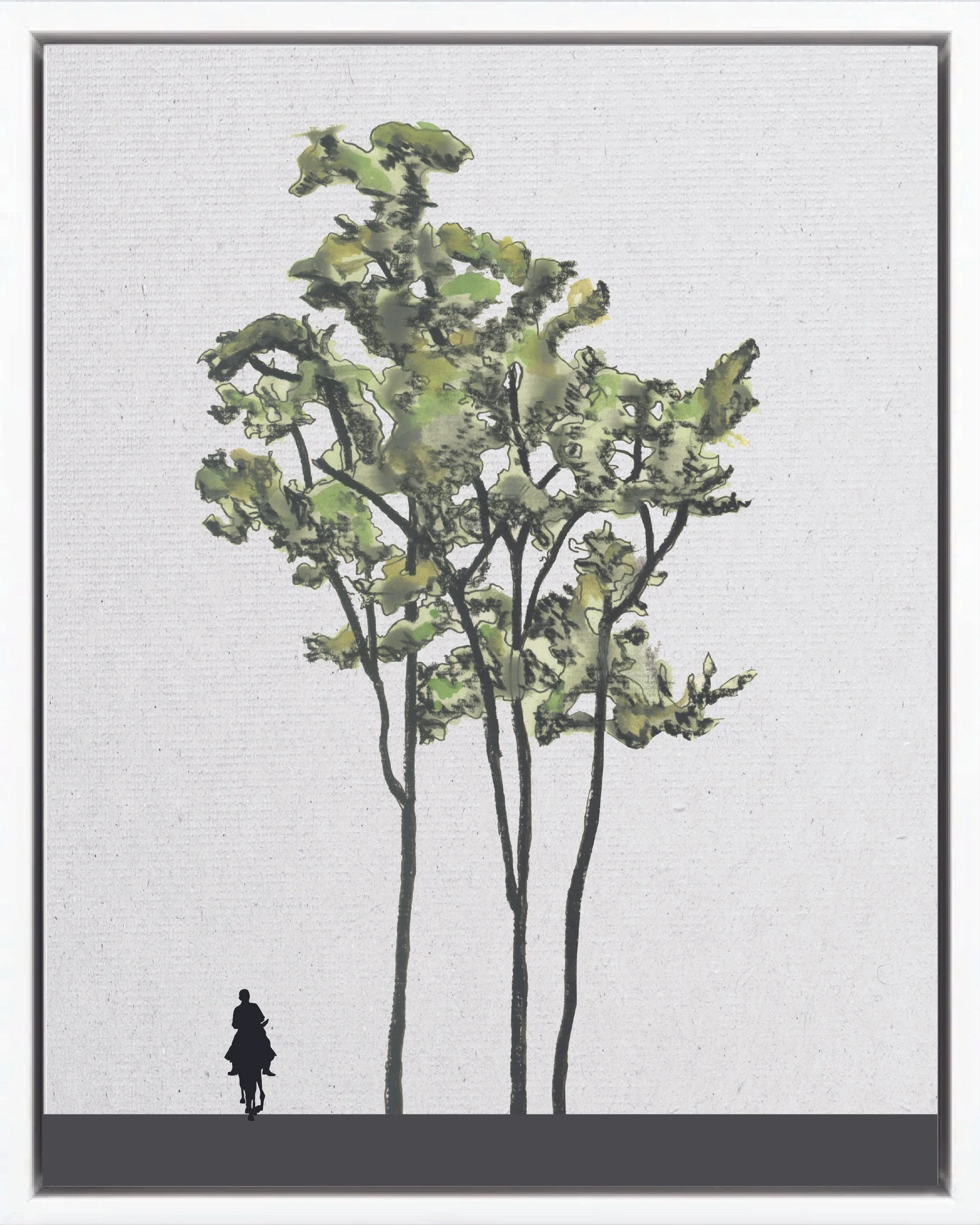 Illustration of Laurel (Salmwood, capá prieto), Cordia alliodora, early secondary reforestation tree of Costa Rica's Neotropical Isthmian-Atlantic slope, at mature height with figure for scale.