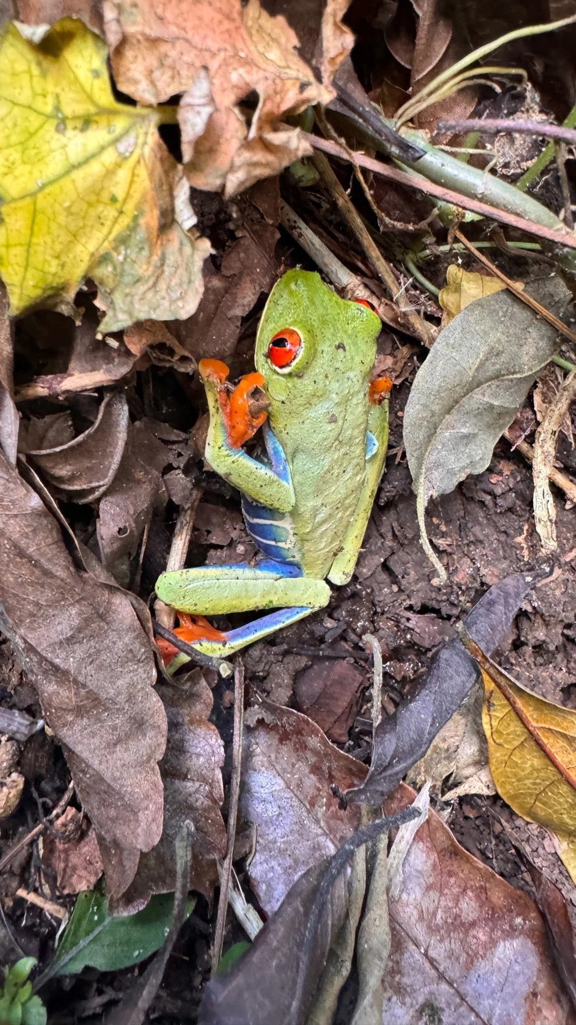 Red-eyed Tree Frog in Costa Rica.