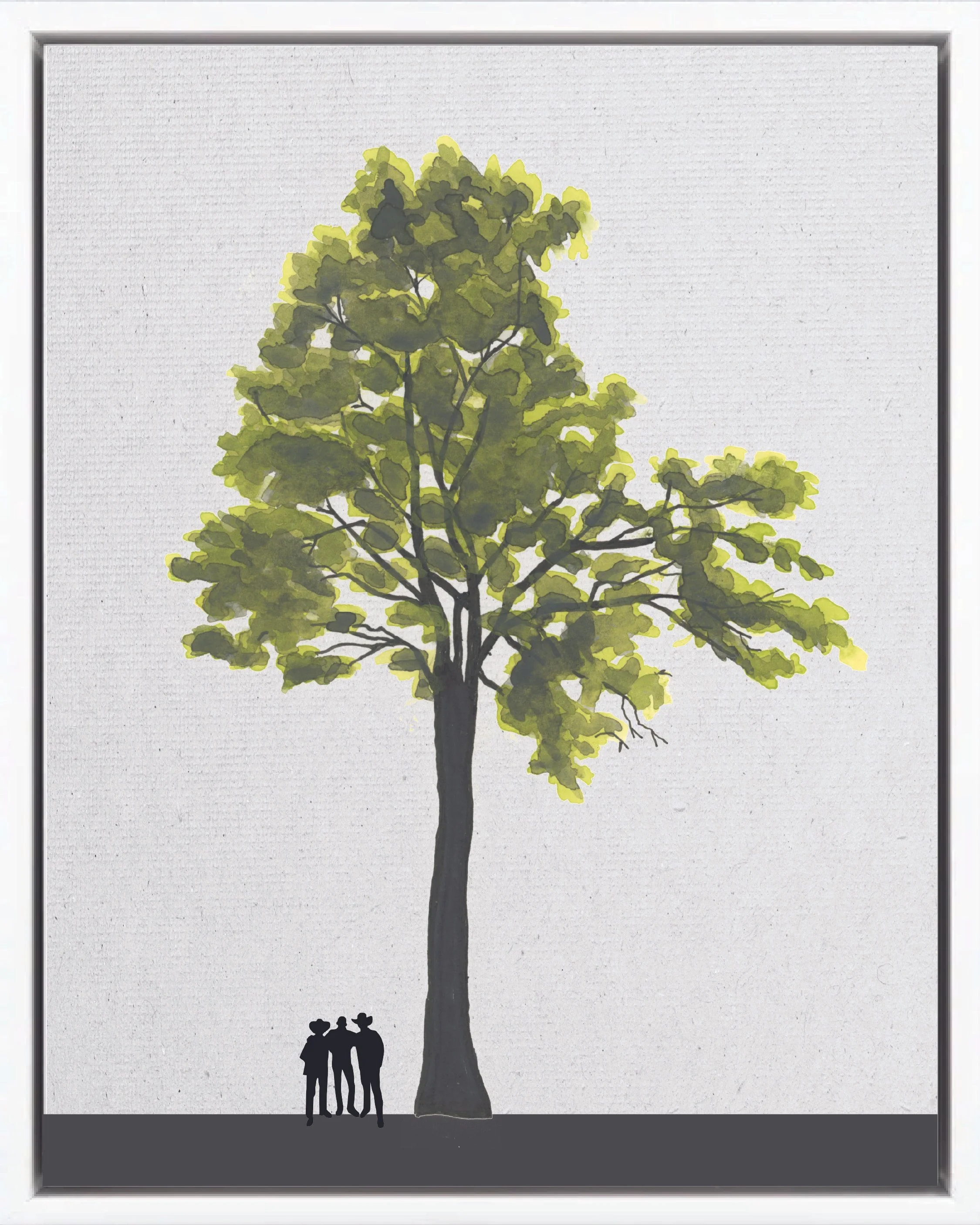 Illustration of Aceituno (Paradise tree, olivo, marupá), Simarouba amara, early secondary reforestation tree of Costa Rica's Neotropical Isthmian-Atlantic slope, at mature height with figure for scale.