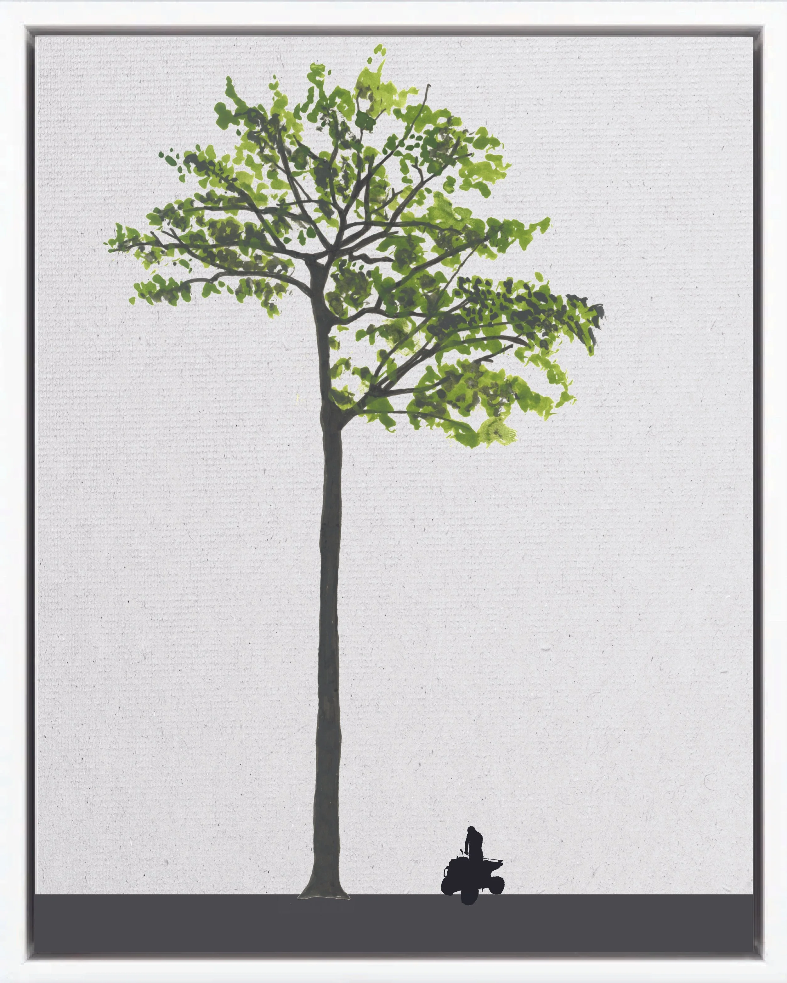 Illustration of Manú negro (Black manwood, acariquara, palo de hierro), Minquartia guianensis, climax canopy reforestation tree of Costa Rica's Neotropical Isthmian-Atlantic slope, at mature height with figure for scale.