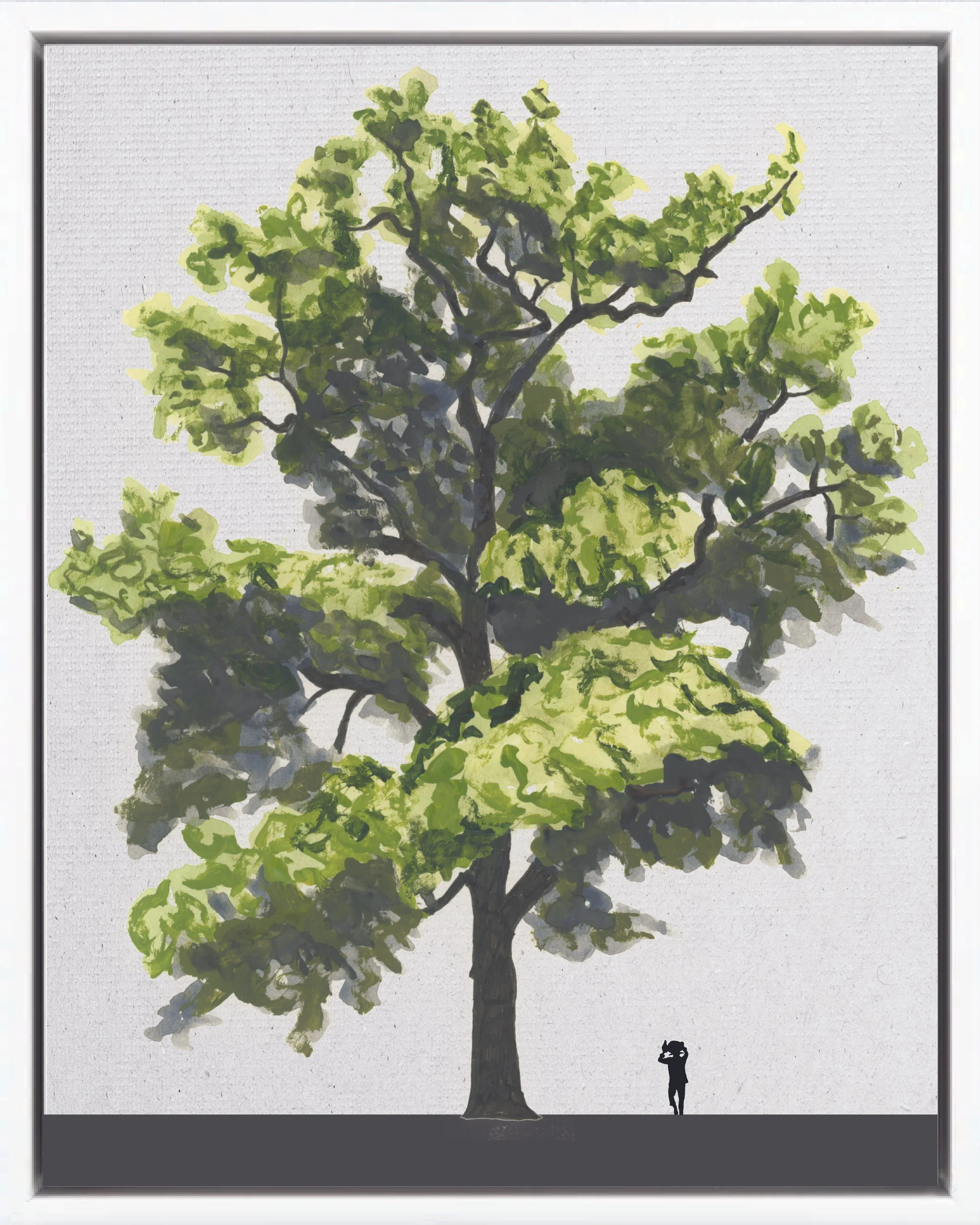 Illustration of Espavel (Wild cashew, caracolí, rabito), Anacardium excelsum, climax canopy reforestation tree of Costa Rica's Neotropical Isthmian-Atlantic slope, at mature height with figure for scale.