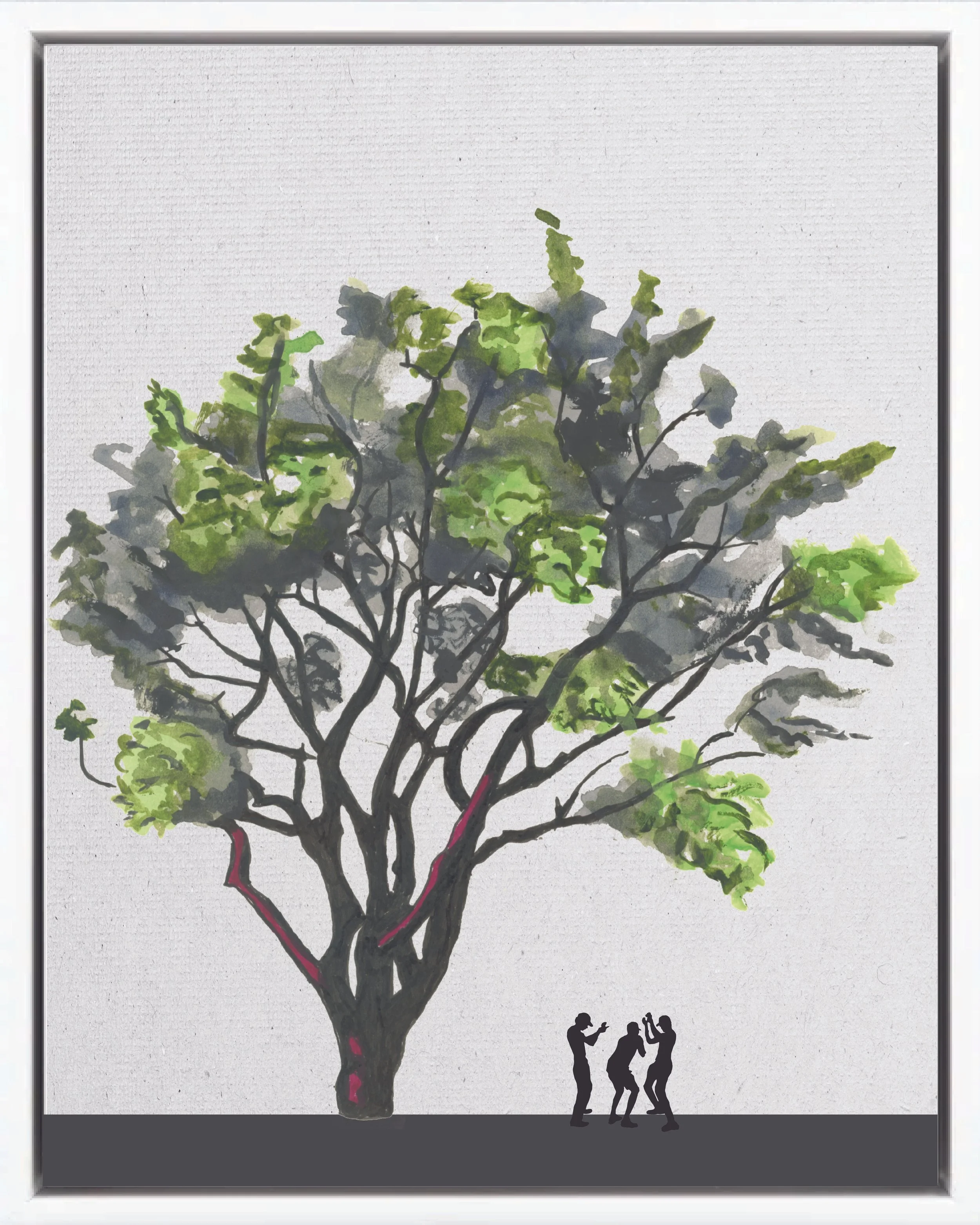 Illustration of Indio desnudo (Gumbo limbo; palo mulato, chacaj, jiñocuabo, almácigo, jiote, carate), Bursera simaruba, fast pioneer reforestation tree of the Isthmian-Atlantic slope, at mature height with figure for scale.