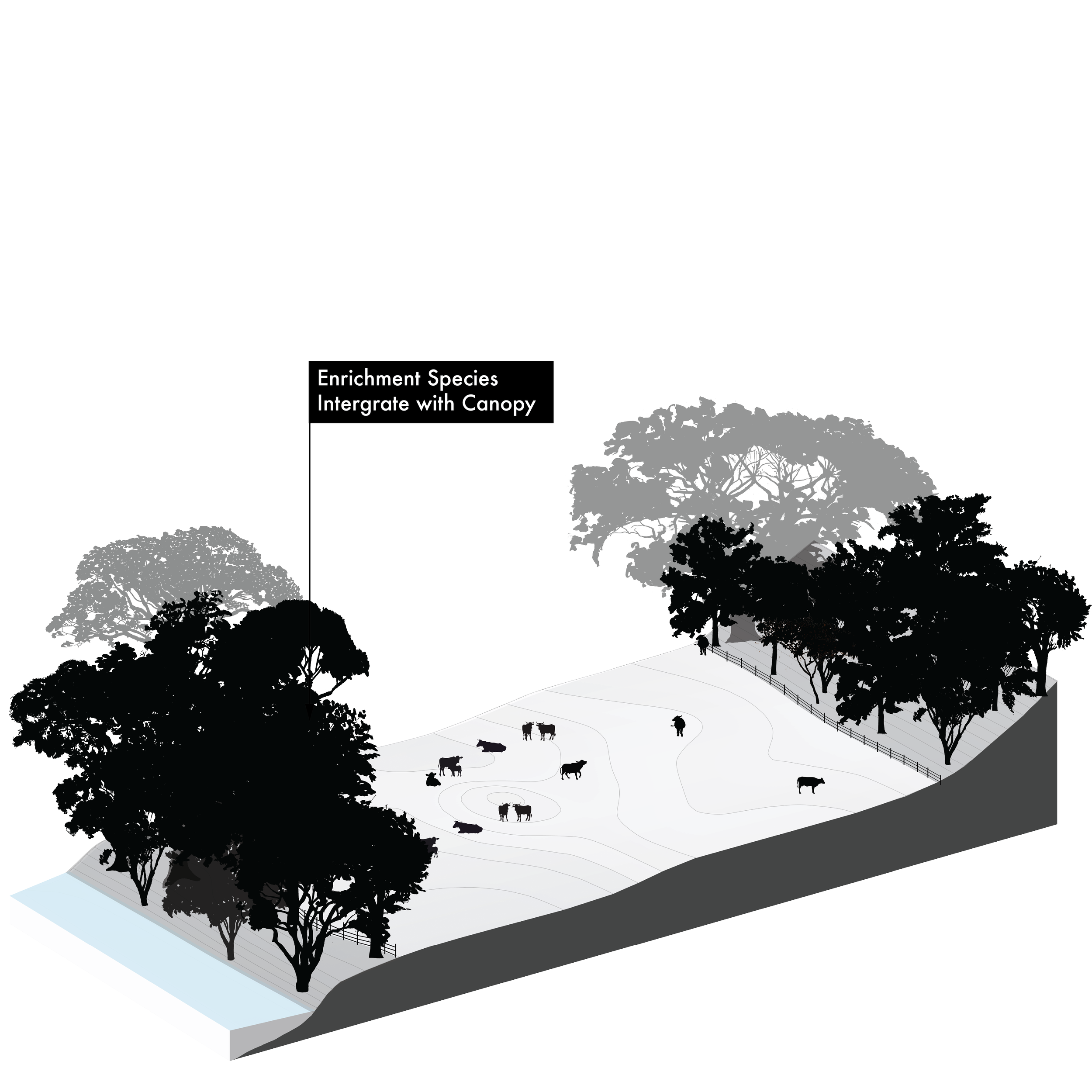 Illustration of Yos (Milkwood; lecherón, curupí, leche de olivo, olivo macho, pijiño), Sapium glandulosum, fast pioneer reforestation tree of the Isthmian-Atlantic slope, at mature height with figure for scale.