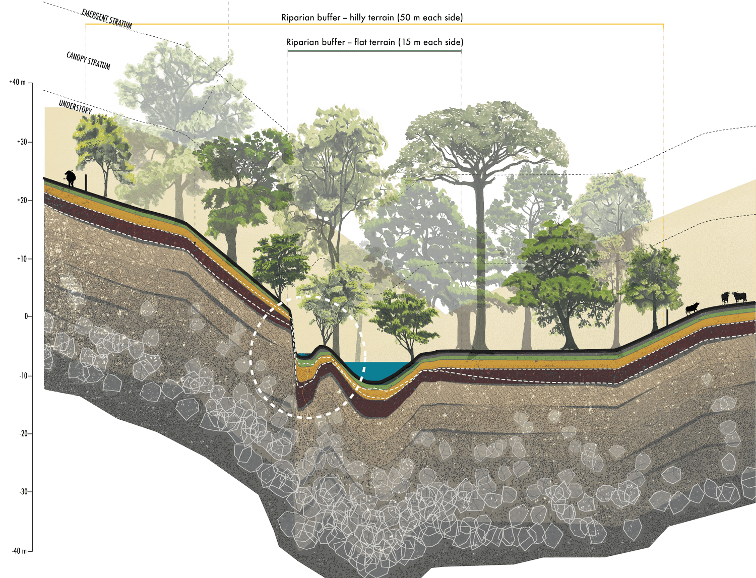 Illustrated cross-section of a riparian forest buffer at Rancho Garza, Costa Rica, showing native streambank tree species by canopy layer alongside the forest hydrologic cycle from canopy interception through spring daylighting and arroyo discharge.