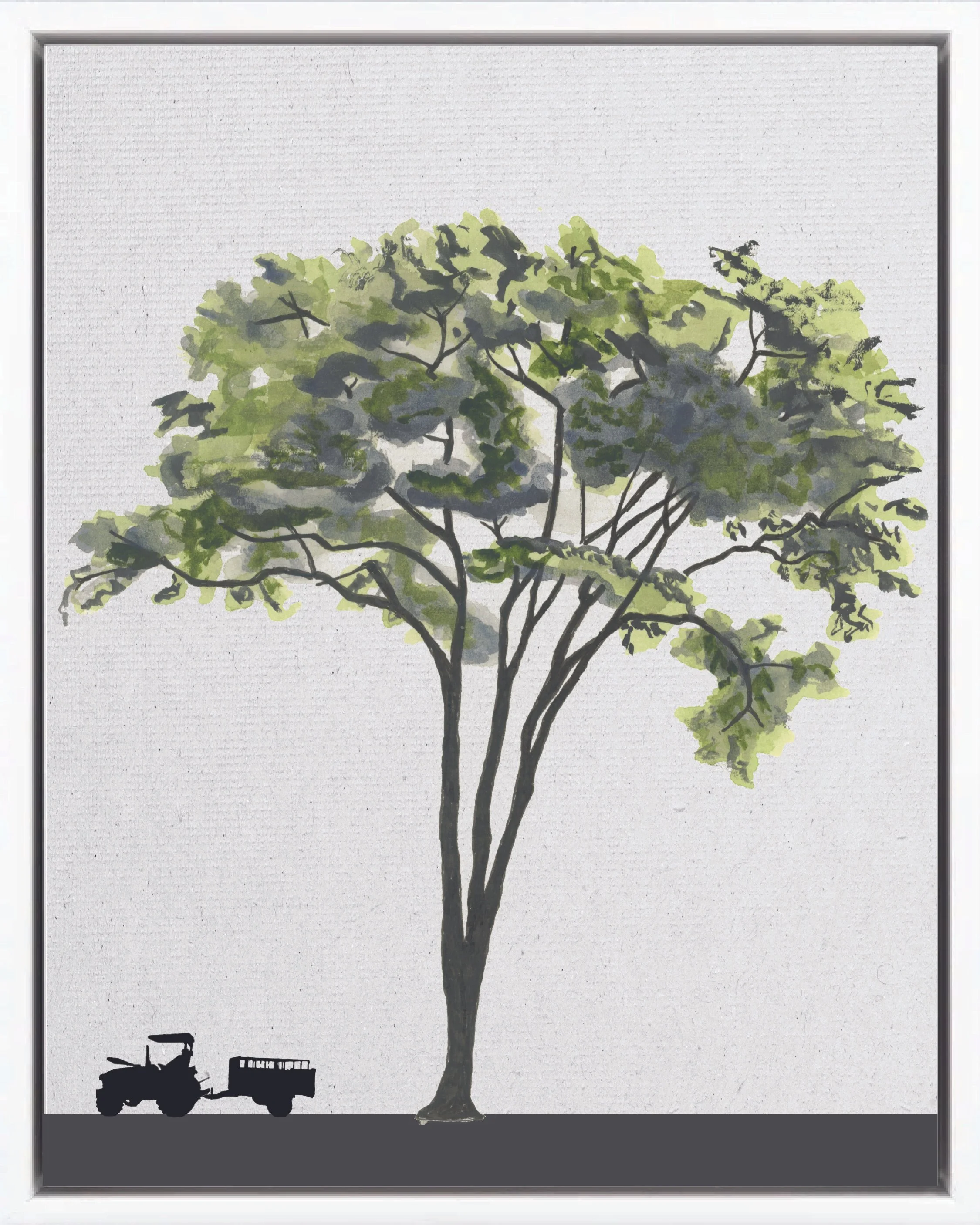 Illustration of Ron ron (Goncalo alves, jobillo, ciruelillo), Astronium graveolens, climax canopy reforestation tree of Costa Rica's Neotropical Isthmian-Atlantic slope, at mature height with figure for scale.