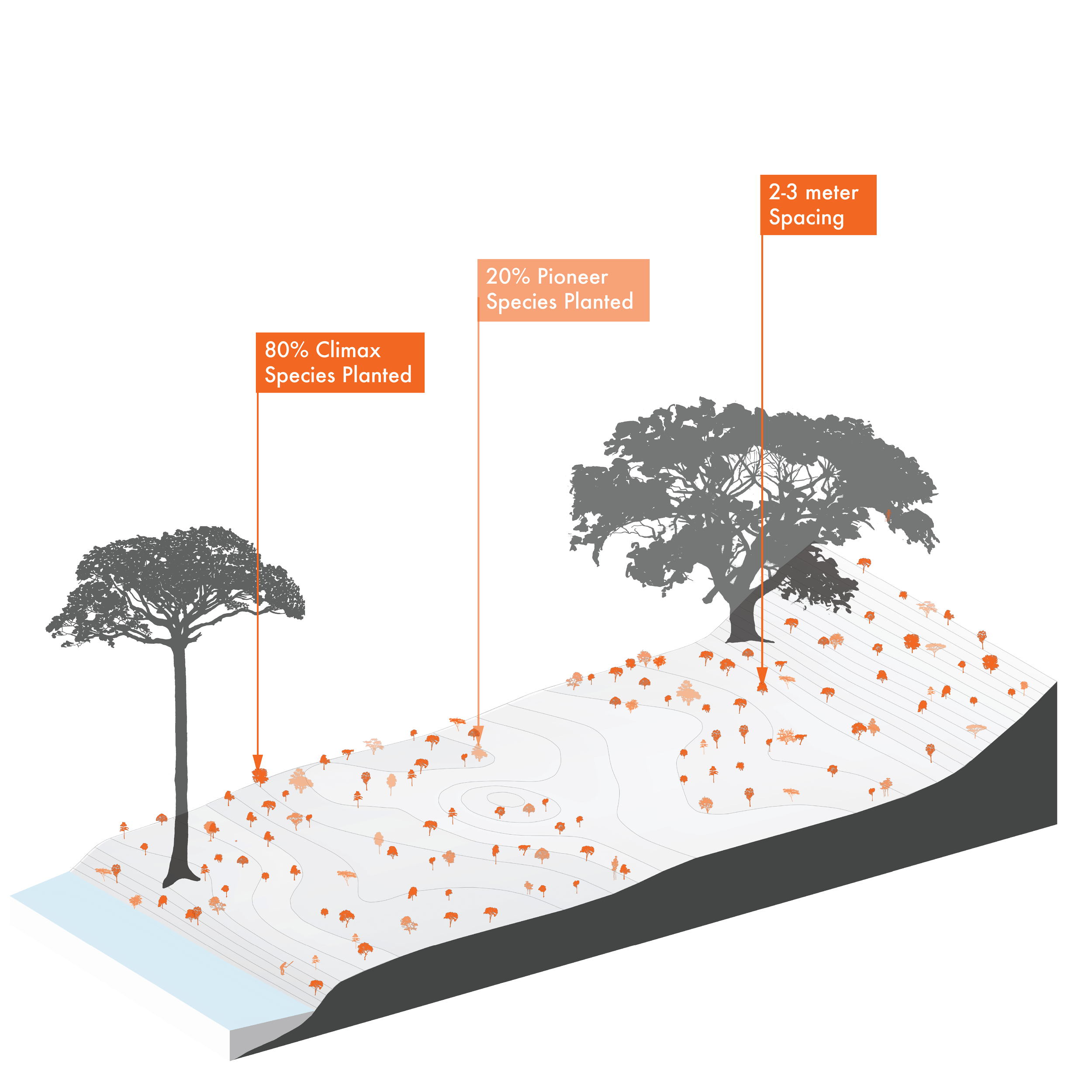 Illustration of Balsa (balso, burillo, enea, nisperillo), Ochroma pyramidale, fast pioneer reforestation tree of the Isthmian-Atlantic slope, at mature height with figure for scale.