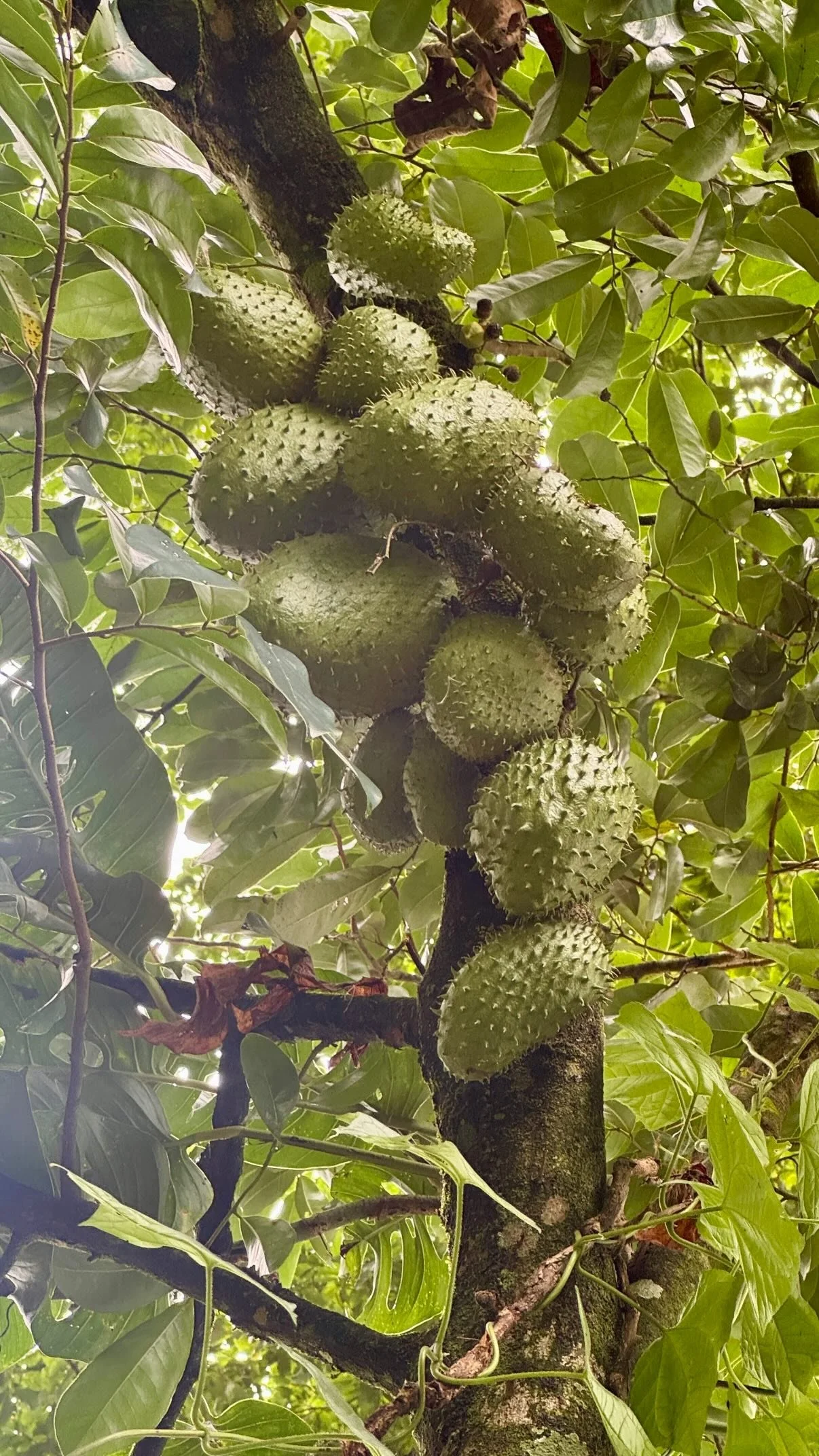 Guanabanas almost ready to pick at Rancho Garza in Costa Rica.