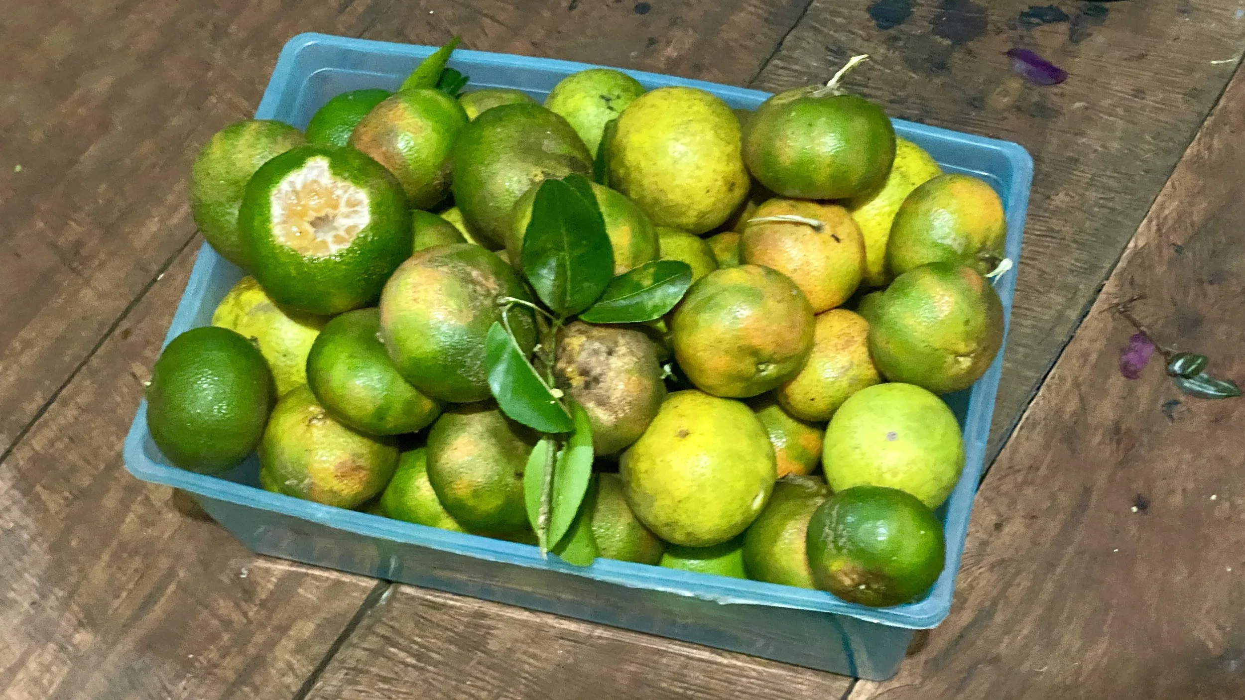 A blue plastic crate of ripe green oranges in Costa Rica.