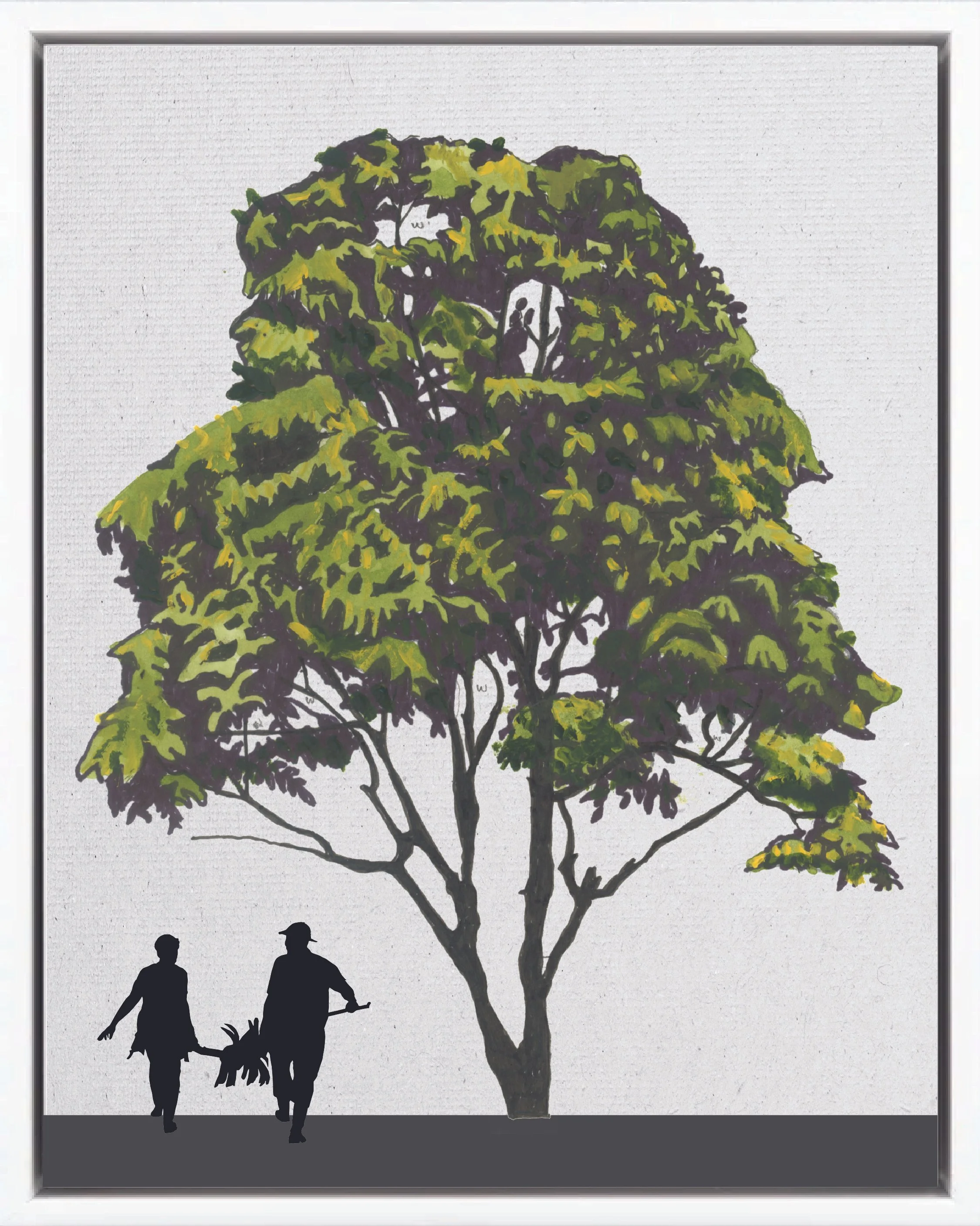Illustration of Chaperno blanco (Seven-leaf tree, comenegro), Lonchocarpus heptaphyllus, early secondary reforestation tree of Costa Rica's Neotropical Isthmian-Atlantic slope, at mature height with figure for scale.