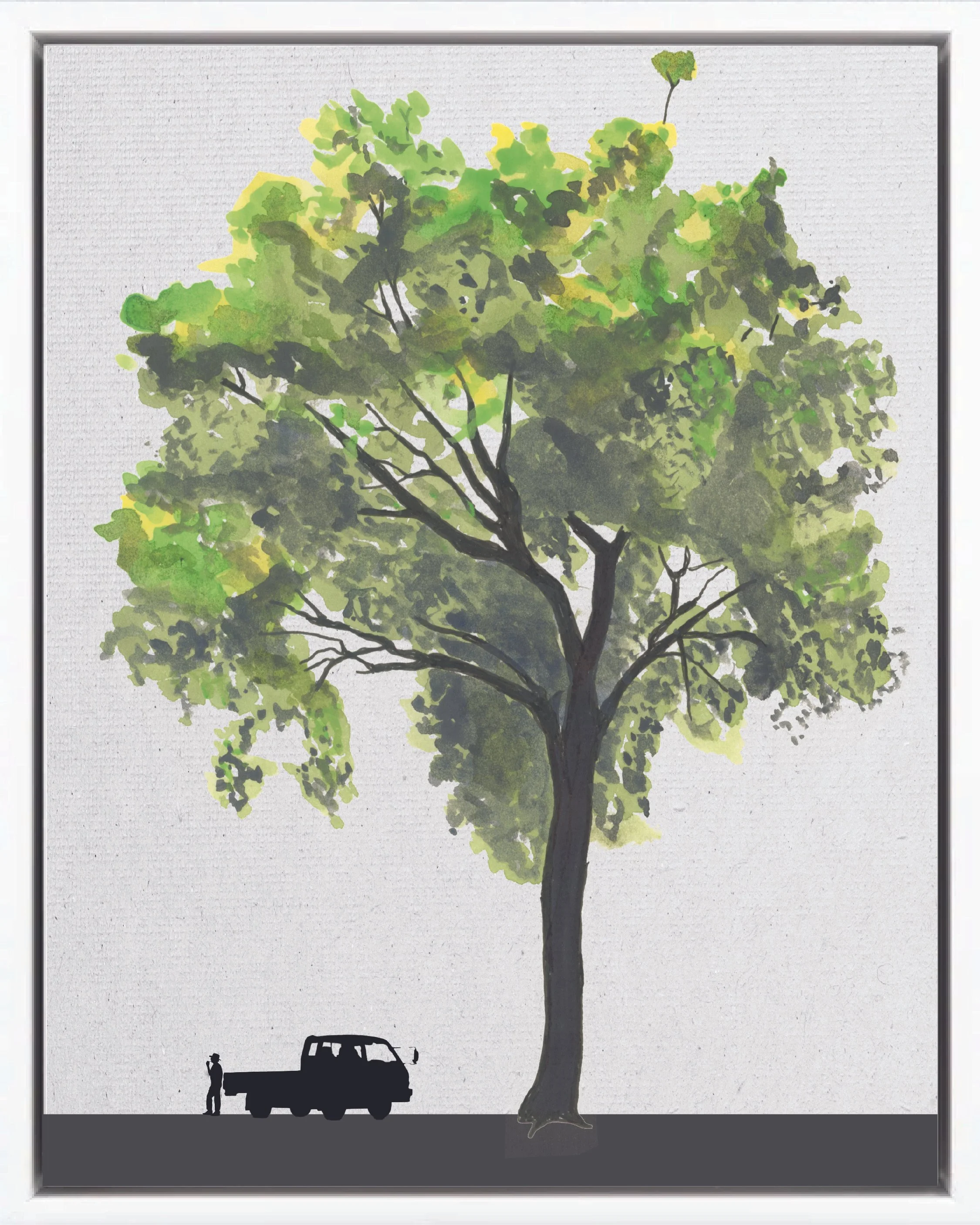 Illustration of Caoba (Big-leaf mahogany, caoba hondureña, caobo), Swietenia macrophylla, climax canopy reforestation tree of Costa Rica's Neotropical Isthmian-Atlantic slope, at mature height with figure for scale.