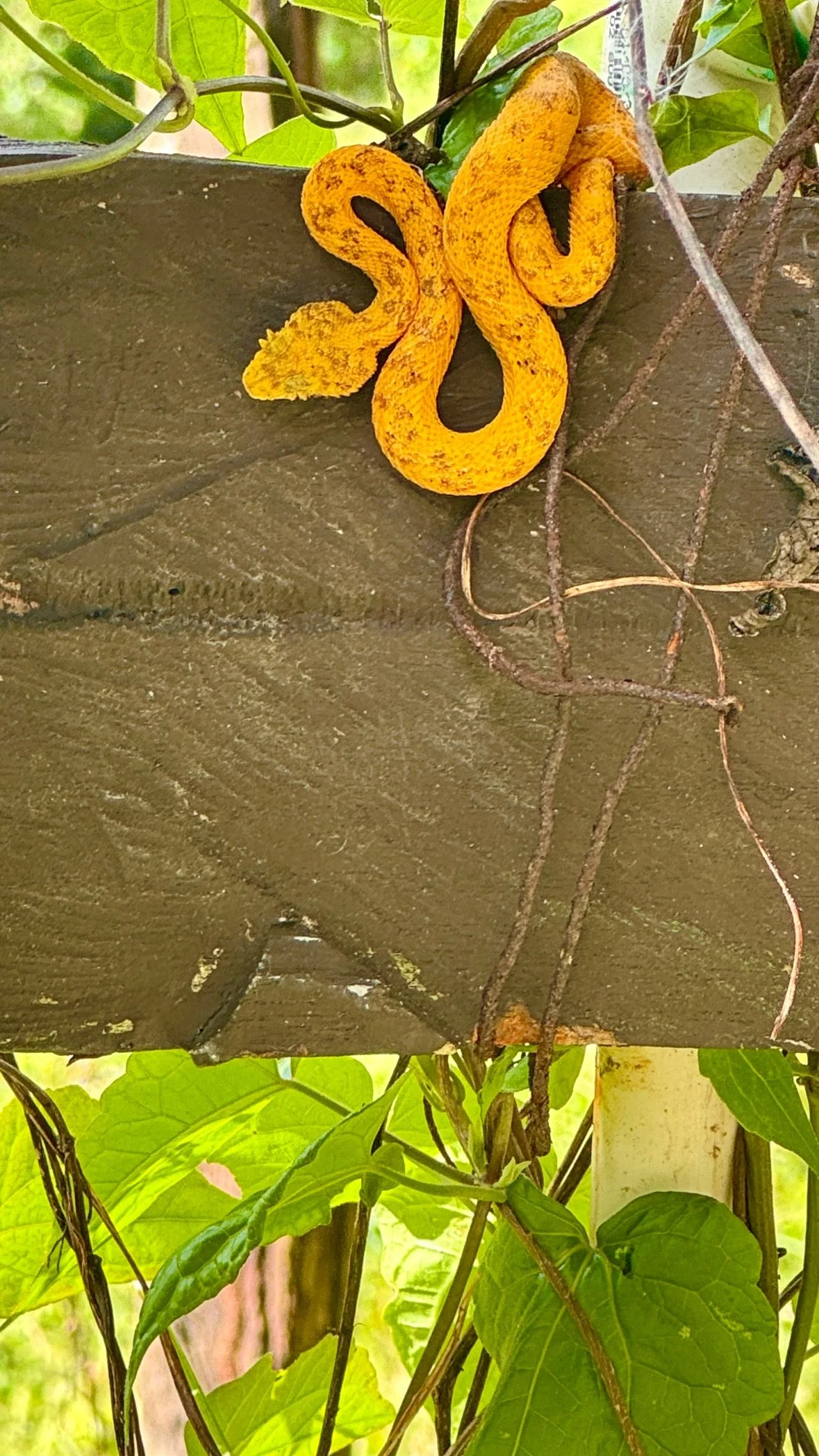 Yellow eyelash pit viper in the corral at Rancho Garza in Costa Rica.
