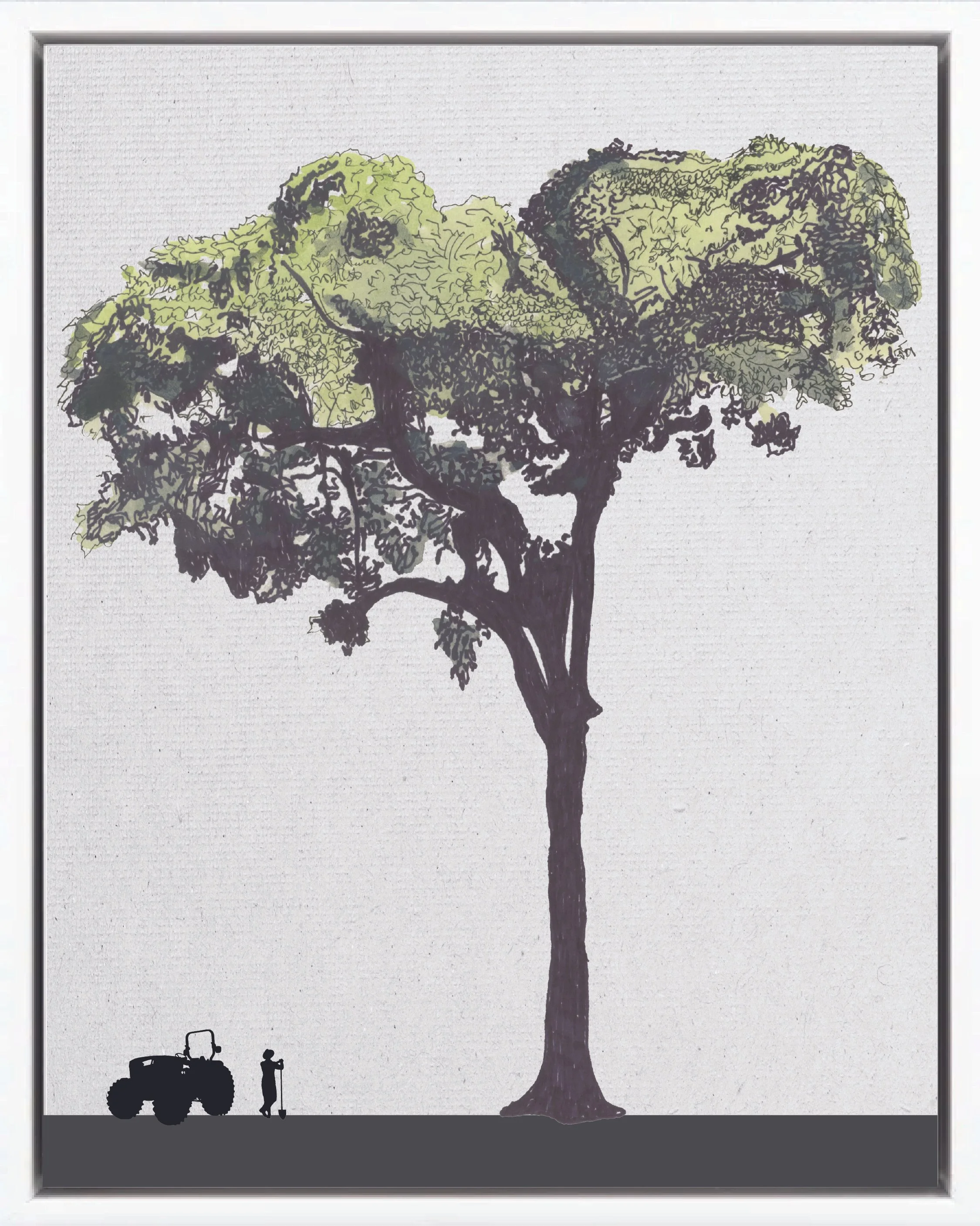 Illustration of Almendro amarillo (Almendro, almendro de montaña, almendro de lapa), Dipteryx panamensis, climax emergent reforestation tree of Costa Rica's Neotropical Isthmian-Atlantic slope, at mature height with figure for scale.
