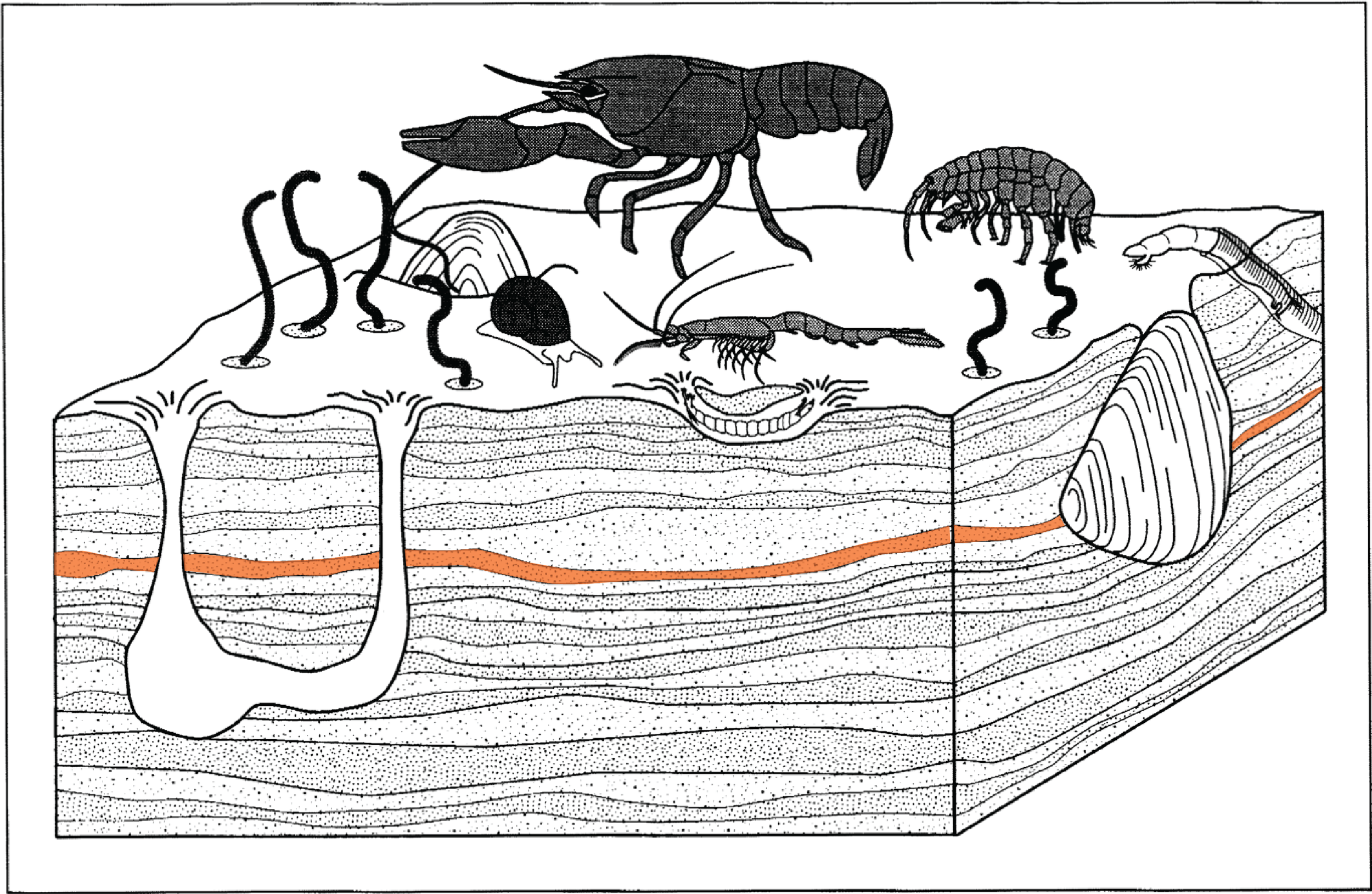 Diagram of a cross-section of soil showing various animals, roots, and underground layers with a large shell on the right.