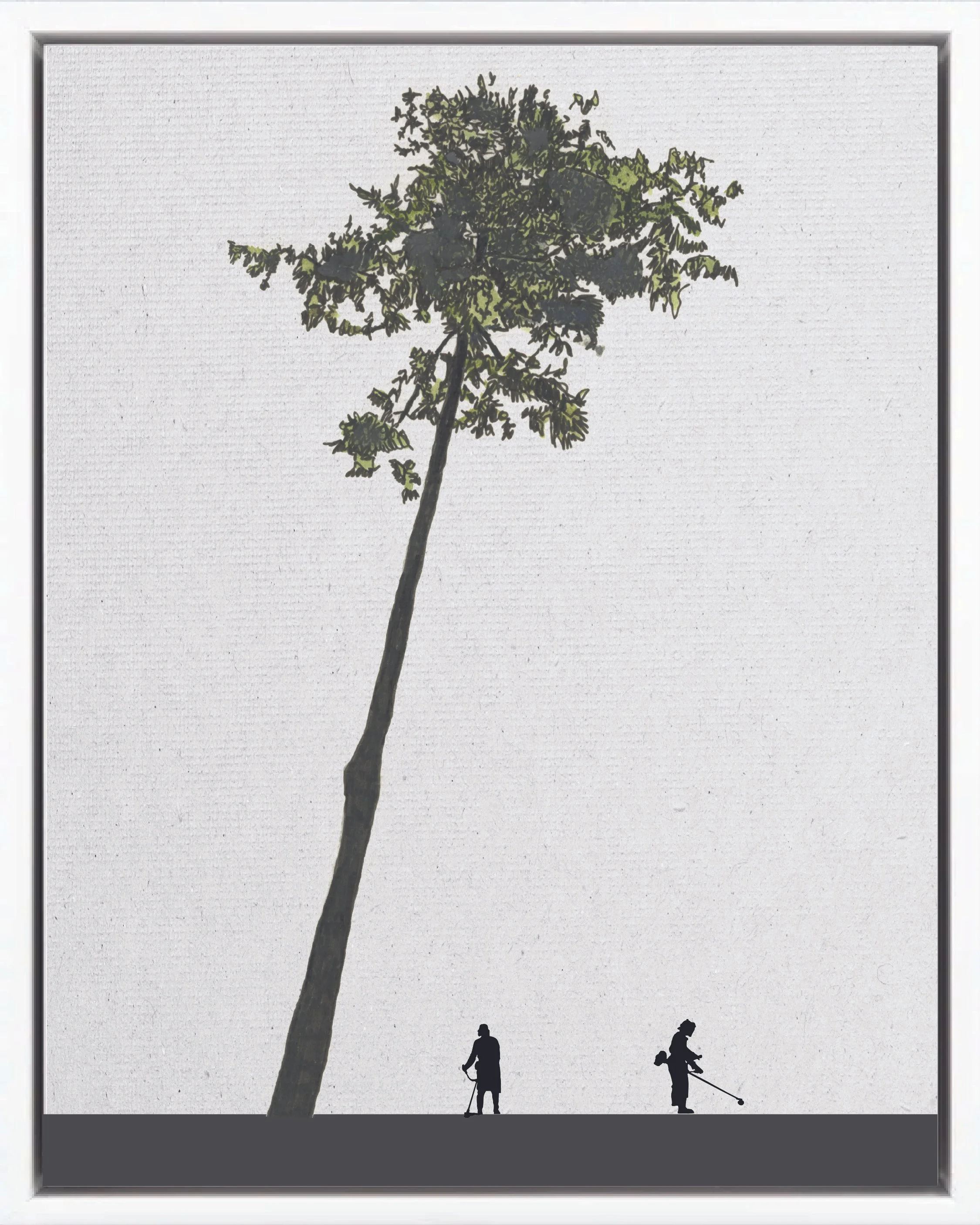 Illustration of Fruta dorada (Wild nutmeg, banak, cedro bastardo), Virola koschnyi, climax canopy reforestation tree of Costa Rica's Neotropical Isthmian-Atlantic slope, at mature height with figure for scale.