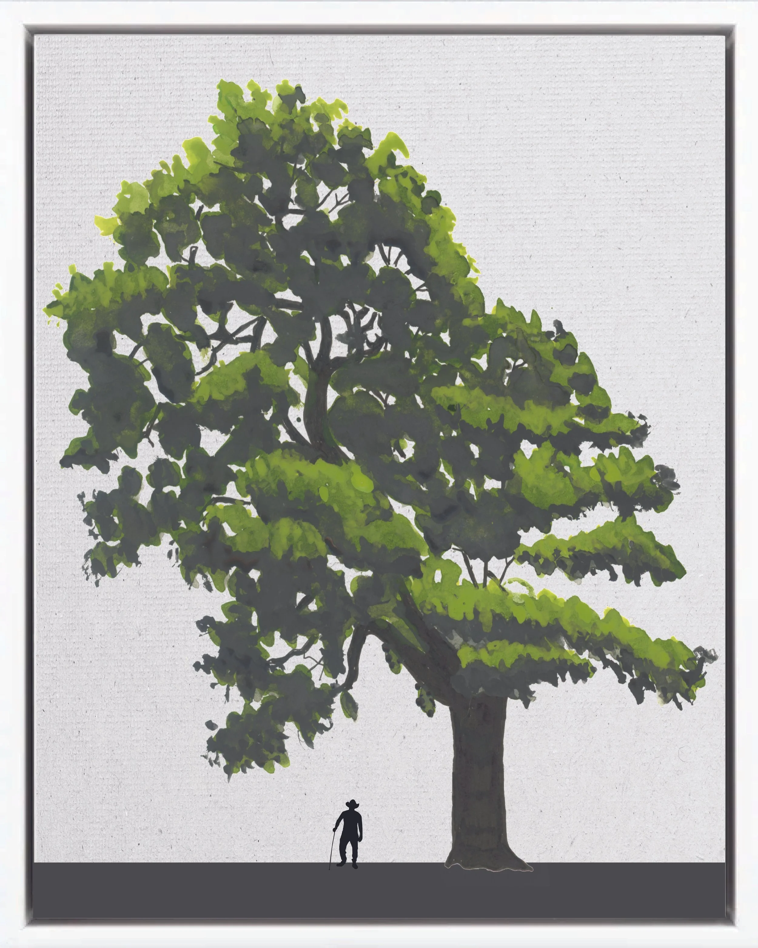 Illustration of Almendro de río (River almond, carne asada, almendro macho), Andira inermis, climax canopy reforestation tree of Costa Rica's Neotropical Isthmian-Atlantic slope, at mature height with figure for scale.