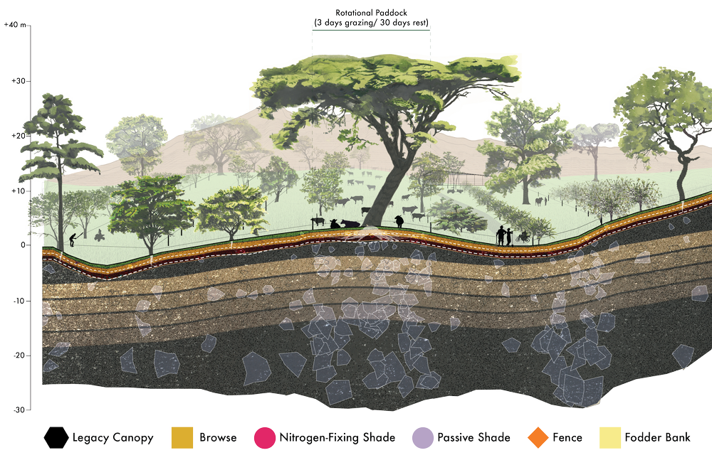 Illustrated cross-section of a silvopasture system at Rancho Garza, Costa Rica, showing a legacy Cenizaro shade tree, rotational grazing paddocks, a wet bottomland cell, a browse laneway, a cattle barn and corral, and a Guacimo fodder bank, with native tree species marked by function alongside the underground soil profile.