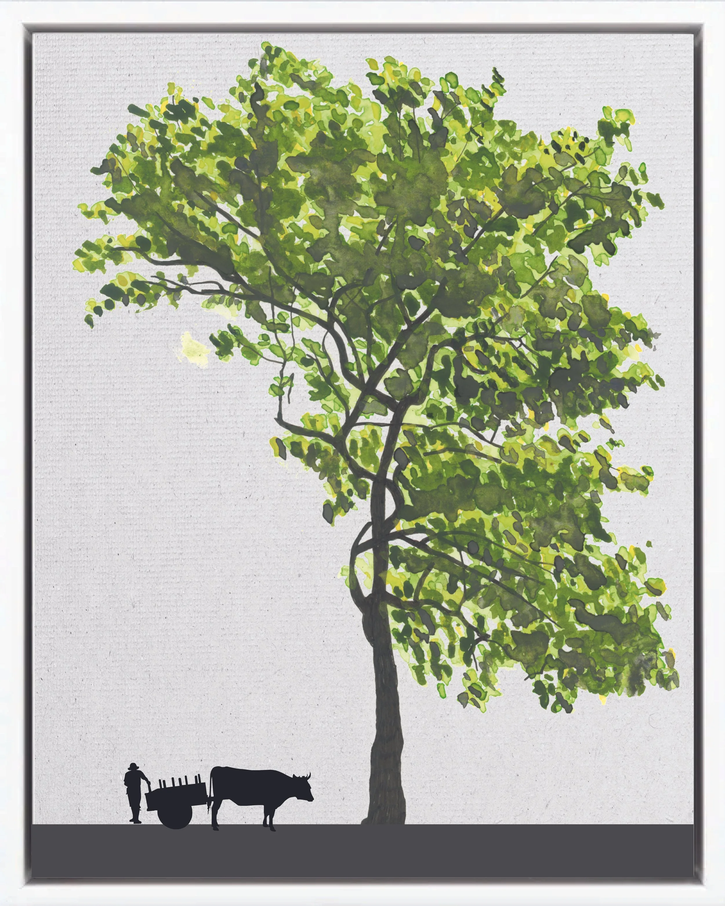 Illustration of Cristóbal (Granadillo, ñambar, hormigón), Platymiscium pinnatum, climax canopy reforestation tree of Costa Rica's Neotropical Isthmian-Atlantic slope, at mature height with figure for scale.