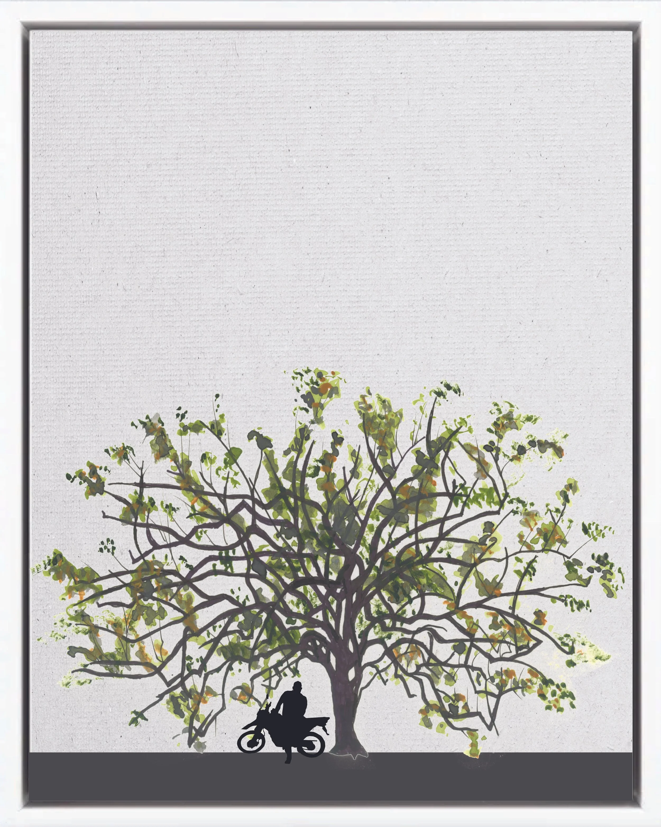 Illustration of Guácimo (West Indian elm; guácimo ternero, caulote, tapaculo), Guazuma ulmifolia, fast pioneer reforestation tree of the Isthmian-Atlantic slope, at mature height with figure for scale.