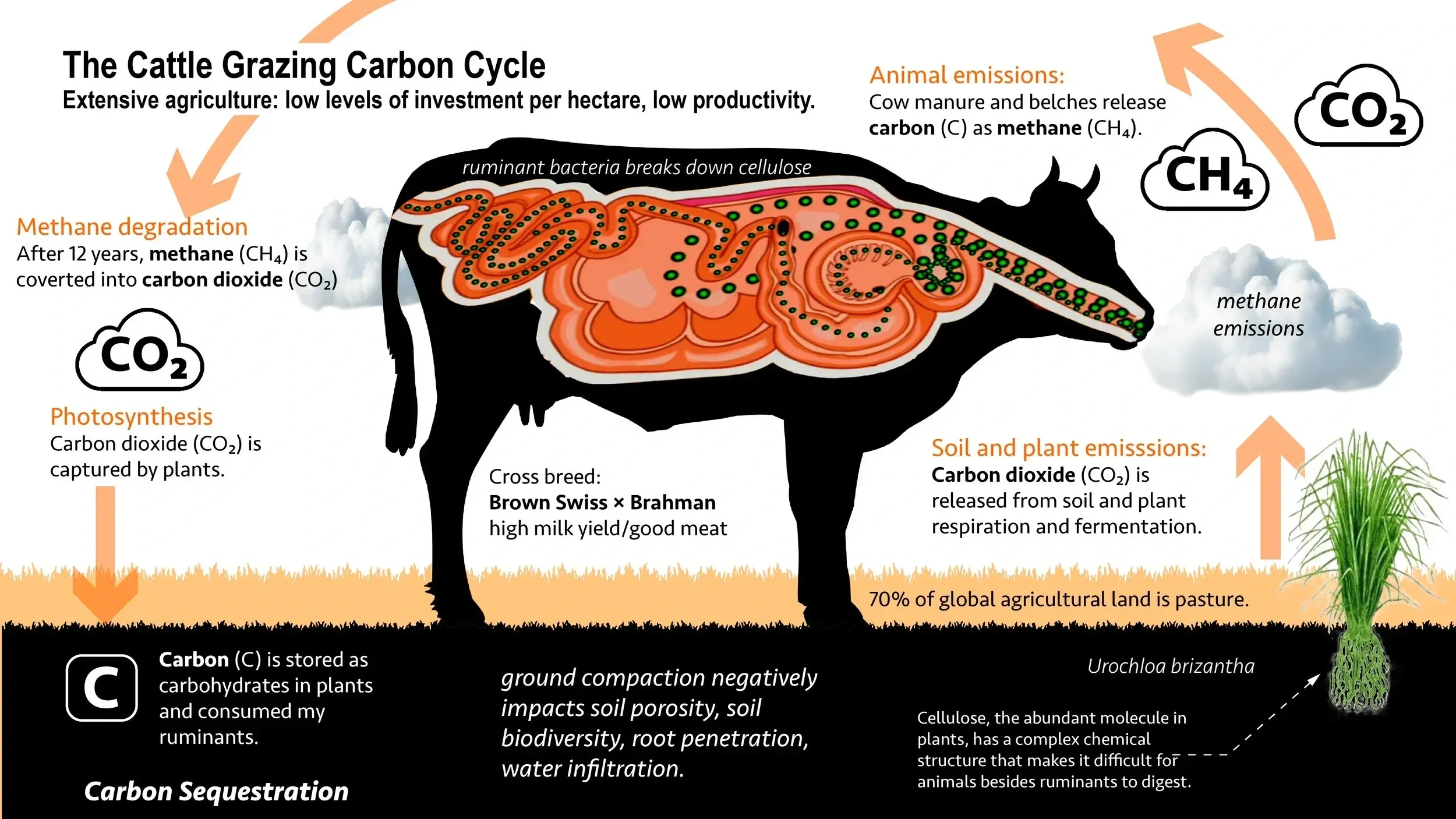 Infographic titled 'The Cattle Grazing Carbon Cycle' showing how extensive, low-investment cattle grazing affects carbon emissions and sequestration. It includes illustrations of cattle internal digestion, soil and plant processes, and labels indicating methane emissions, carbon dioxide sequestration by plants, and the impact of grazing on soil porosity and biodiversity.