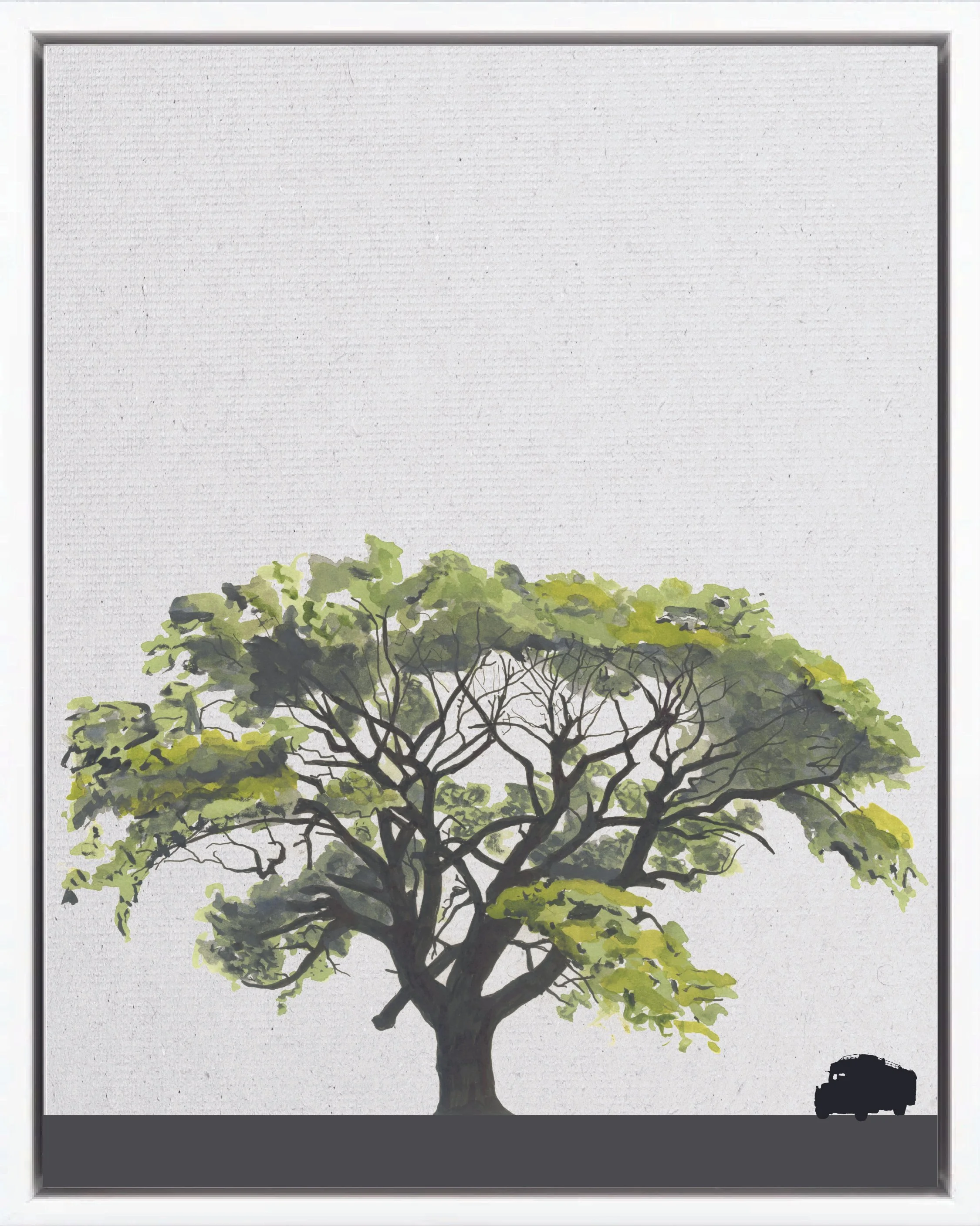 Illustration of Guanacaste (Elephant ear tree, huanacaxtle, conacaste), Enterolobium cyclocarpum, climax emergent reforestation tree of Costa Rica's Neotropical Isthmian-Atlantic slope, at mature height with figure for scale.