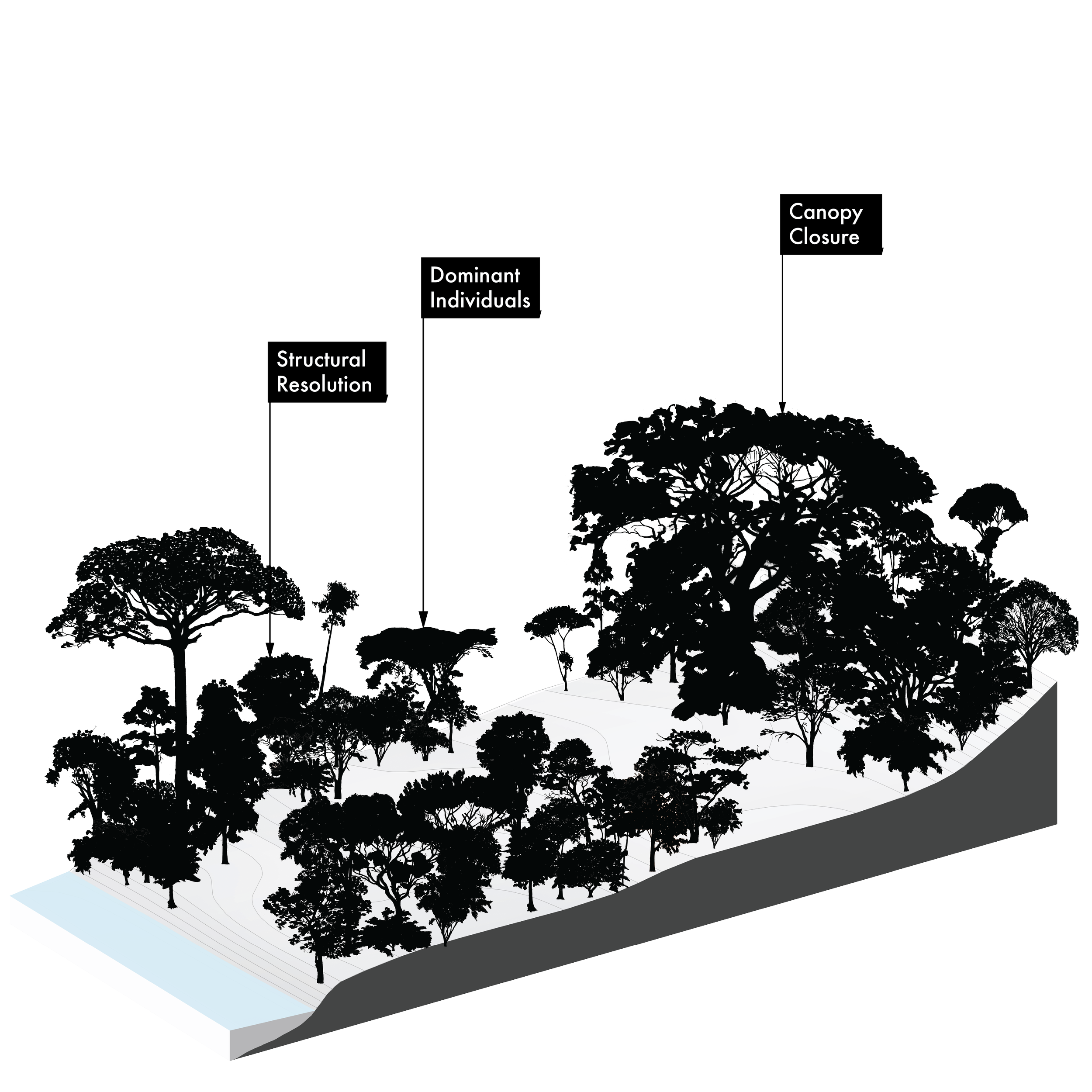 Illustration of Yos (Milkwood; lecherón, curupí, leche de olivo, olivo macho, pijiño), Sapium glandulosum, fast pioneer reforestation tree of the Isthmian-Atlantic slope, at mature height with figure for scale.