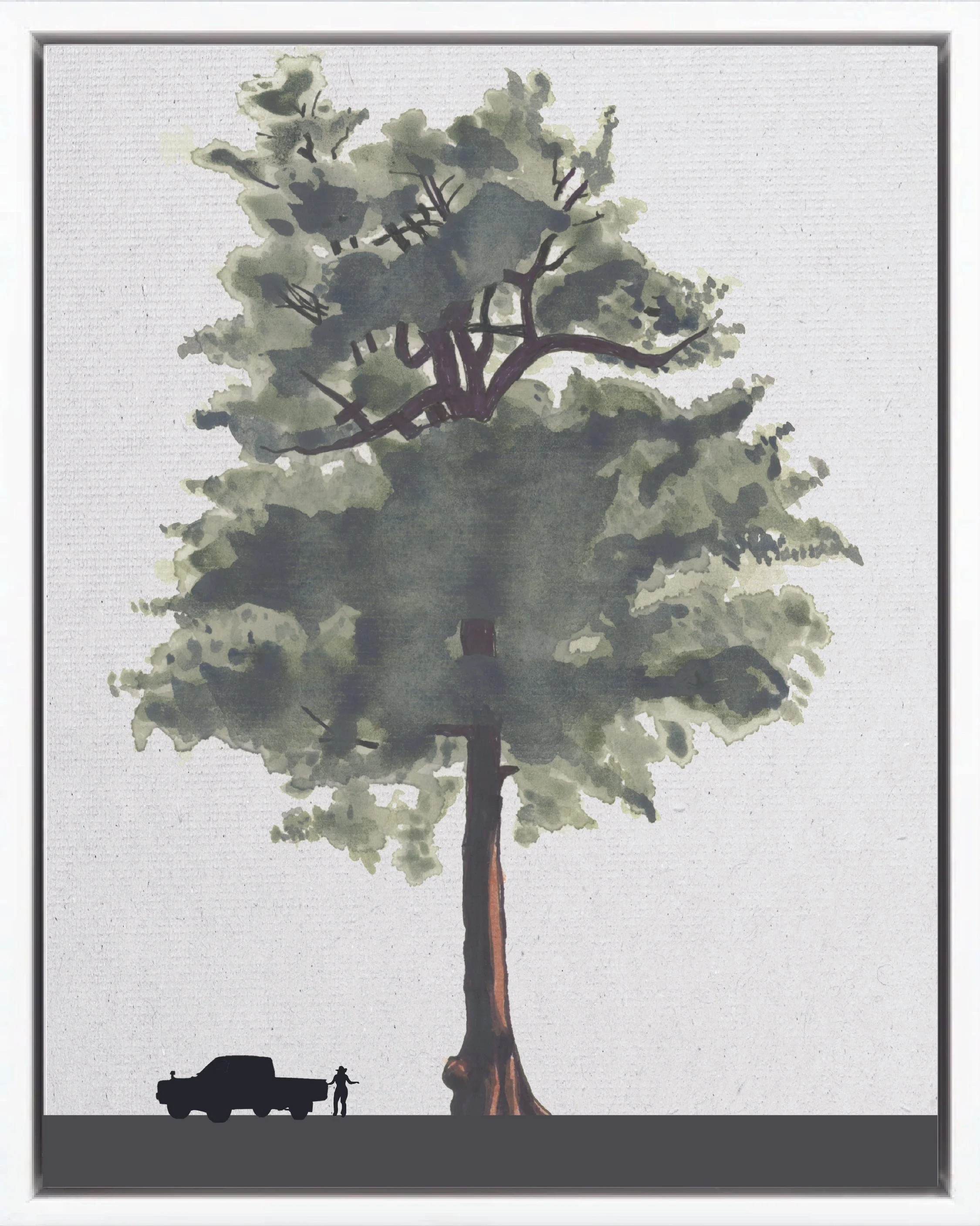 Illustration of Ojoche (Breadnut, ramón, hichoso), Brosimum alicastrum, climax canopy reforestation tree of Costa Rica's Neotropical Isthmian-Atlantic slope, at mature height with figure for scale.
