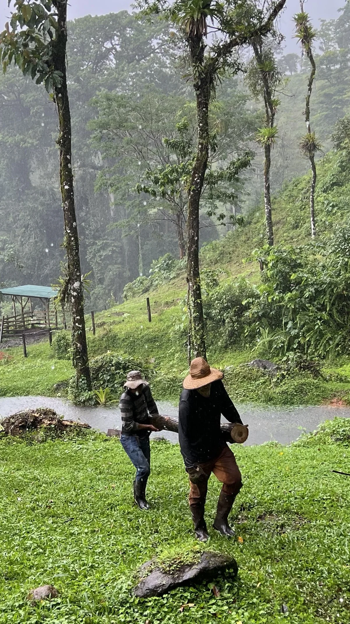 Two men carring a log in the rain in Costa Rica.