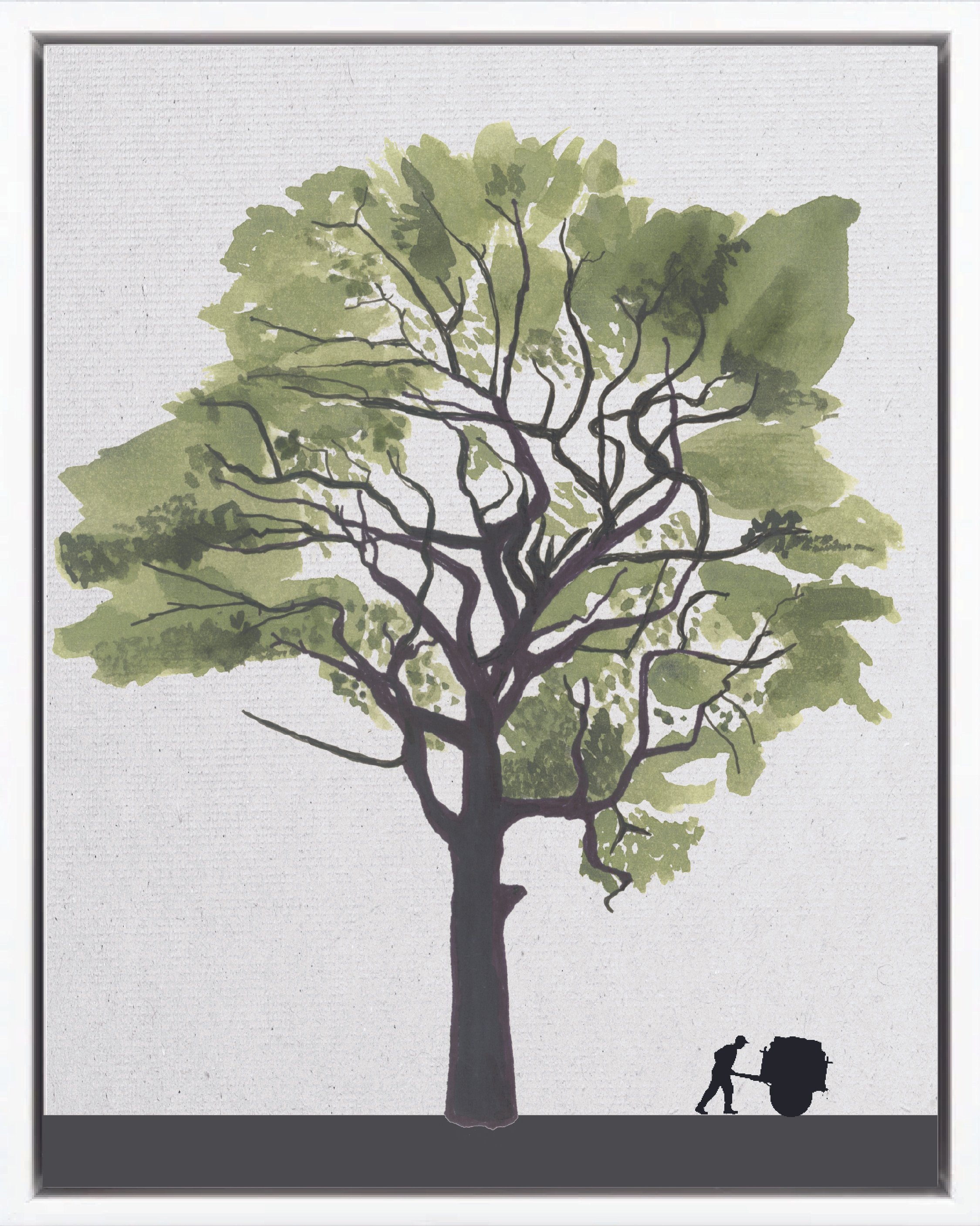Illustration of Cocobolo (Cocobolo rosewood, cocobolo prieto, granadillo), Dalbergia retusa, late secondary reforestation tree of Costa Rica's Neotropical Isthmian-Atlantic slope, at mature height with figure for scale.