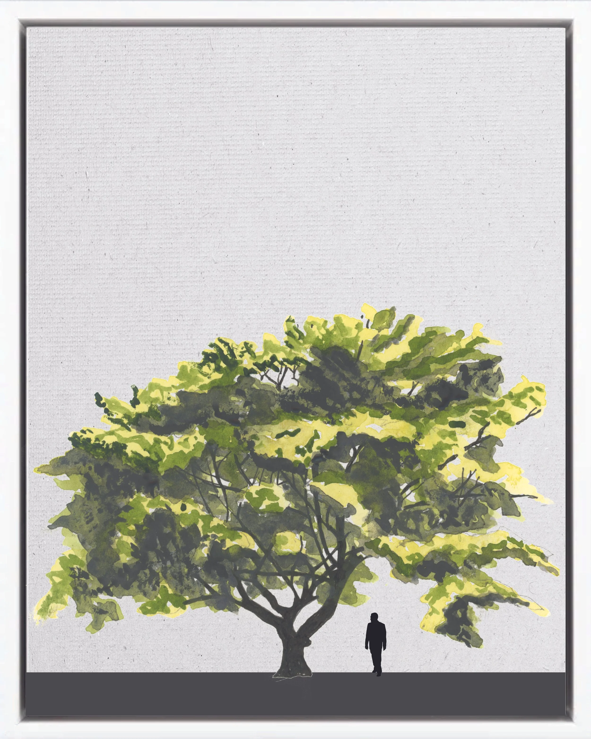 Hand-illustrated portrait of Guachapelí (Silktree guachapelí; frijolillo, gavilán, cenízaro macho, saman), Albizia guachapele, nitrogen-fixing pioneer reforestation tree of the Isthmian-Atlantic slope, at mature height with figure for scale.