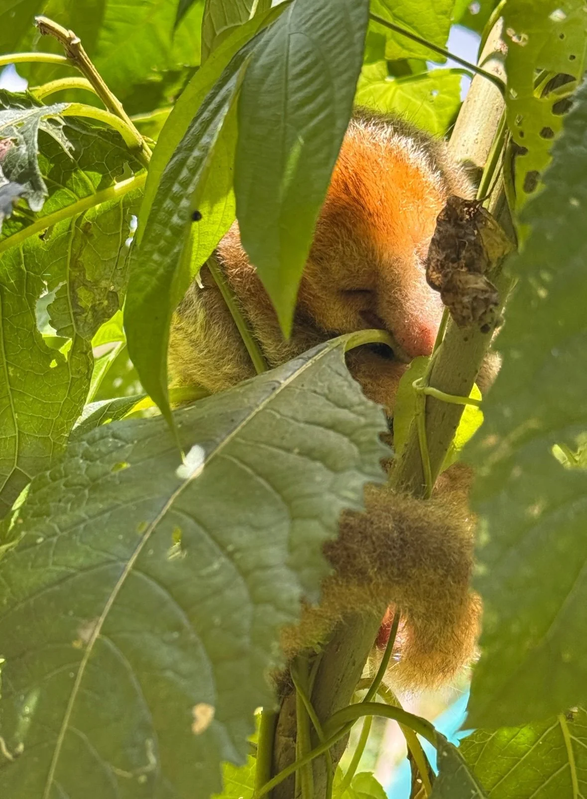 A silky anteater (Cyclopes didactylus) hanging out underneath the canopy of a Ceiba tree in Costa Rica.
