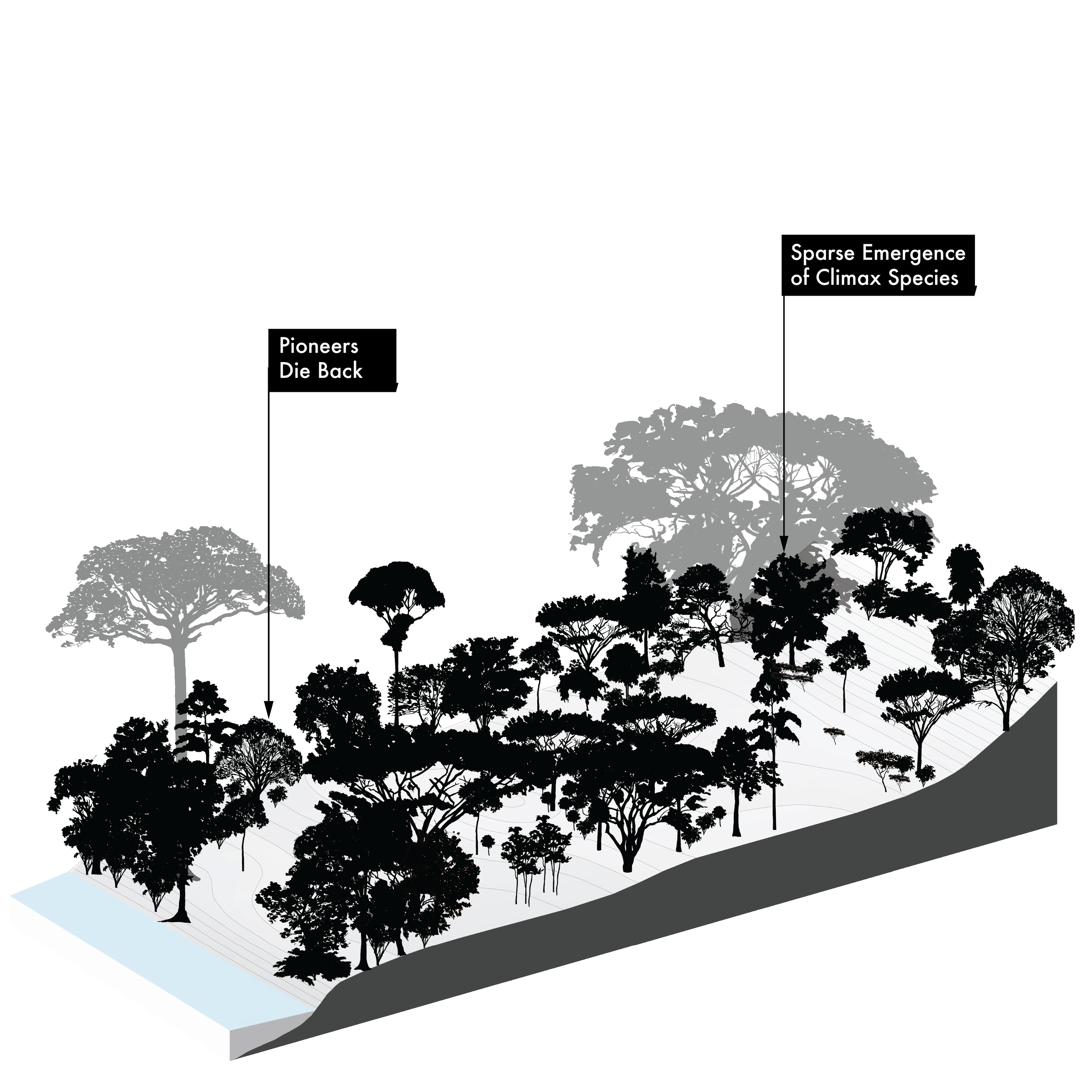 Illustration of Yos (Milkwood; lecherón, curupí, leche de olivo, olivo macho, pijiño), Sapium glandulosum, fast pioneer reforestation tree of the Isthmian-Atlantic slope, at mature height with figure for scale.