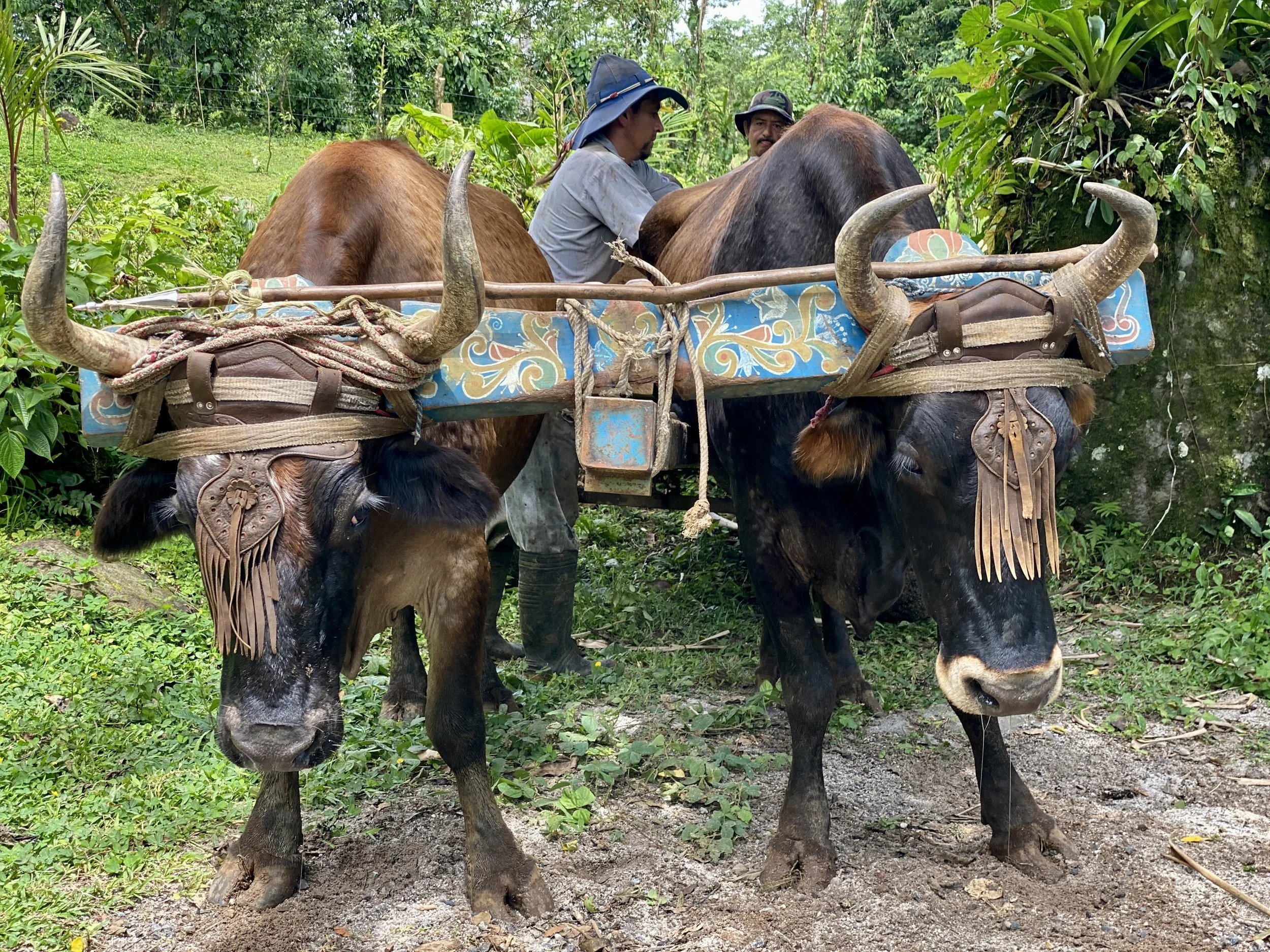 Two cattle pull lumber in Costa Rica.