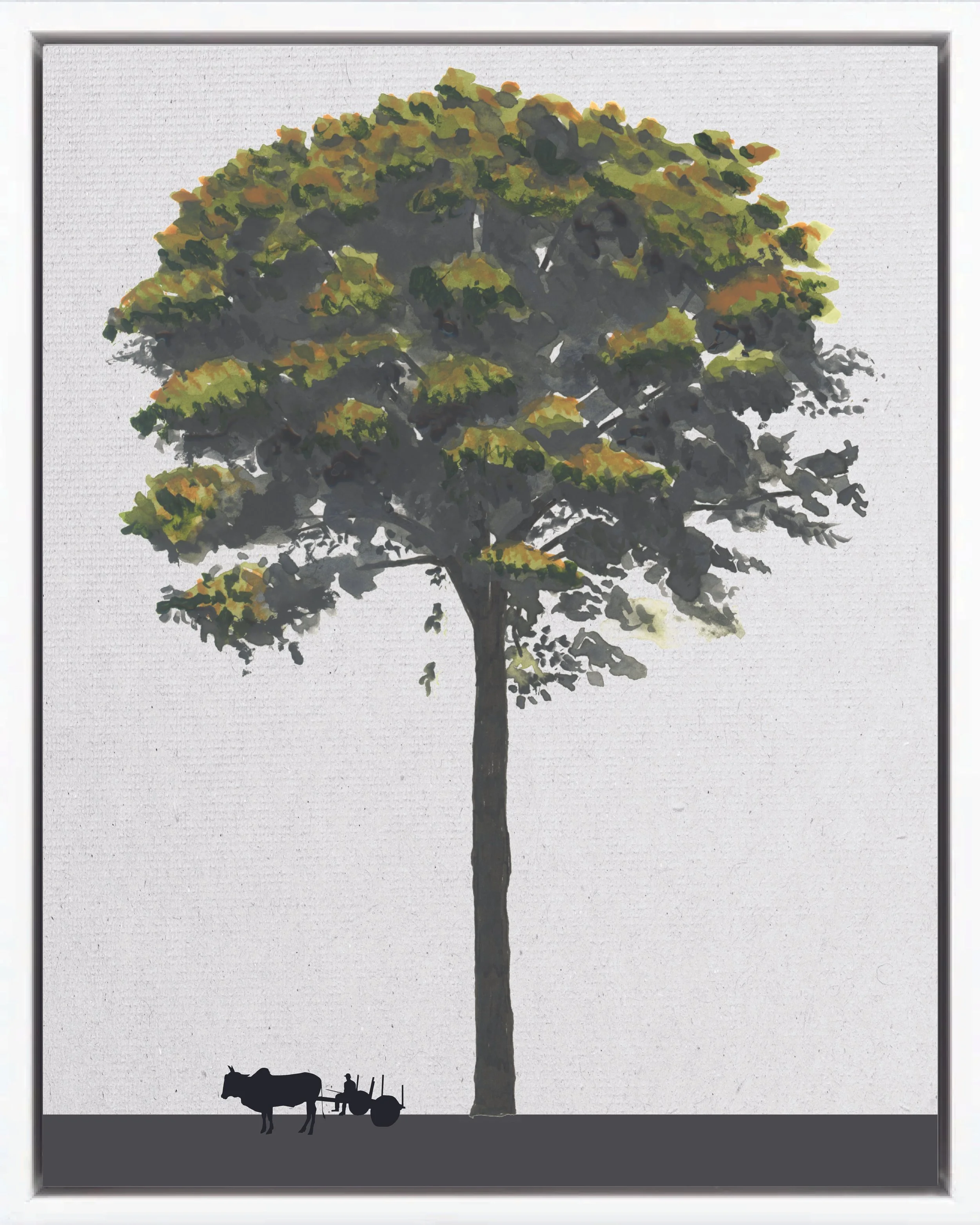 Illustration of Olla de mono (Monkey pot, jícaro, coco de mono), Lecythis ampla, climax emergent reforestation tree of Costa Rica's Neotropical Isthmian-Atlantic slope, at mature height with figure for scale.