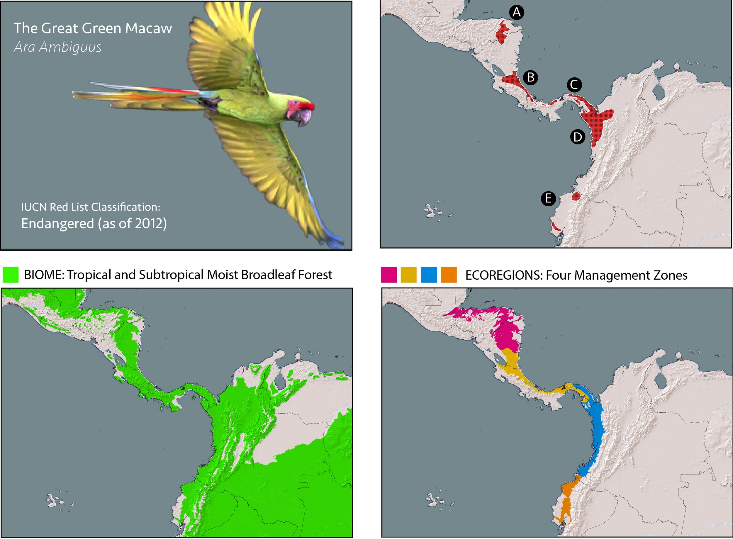 A colorful illustration of a green and yellow great green macaw with pink on its face, showing its wings spread wide. Next to it, a map of Central America highlights regions where the species is found, marked with red. Additional maps depict its habitat in tropical and subtropical moist broadleaf forests in green, four management zones in pink, yellow, blue, and orange based on conservation zones, respectively.