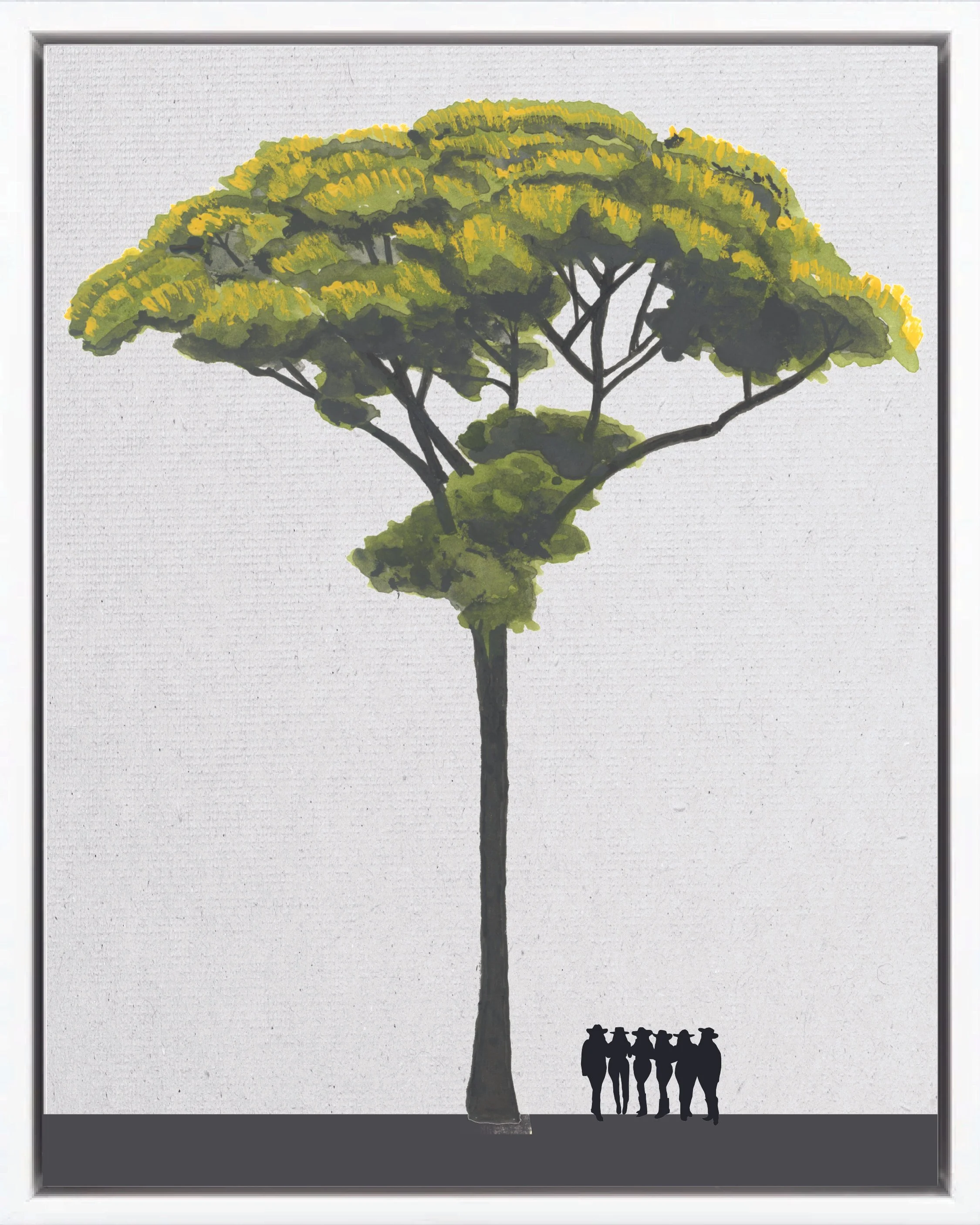 Illustration of Botarrama (Rusty vochysia, mayo, areno colorado), Vochysia ferruginea, early secondary reforestation tree of Costa Rica's Neotropical Isthmian-Atlantic slope, at mature height with figure for scale.