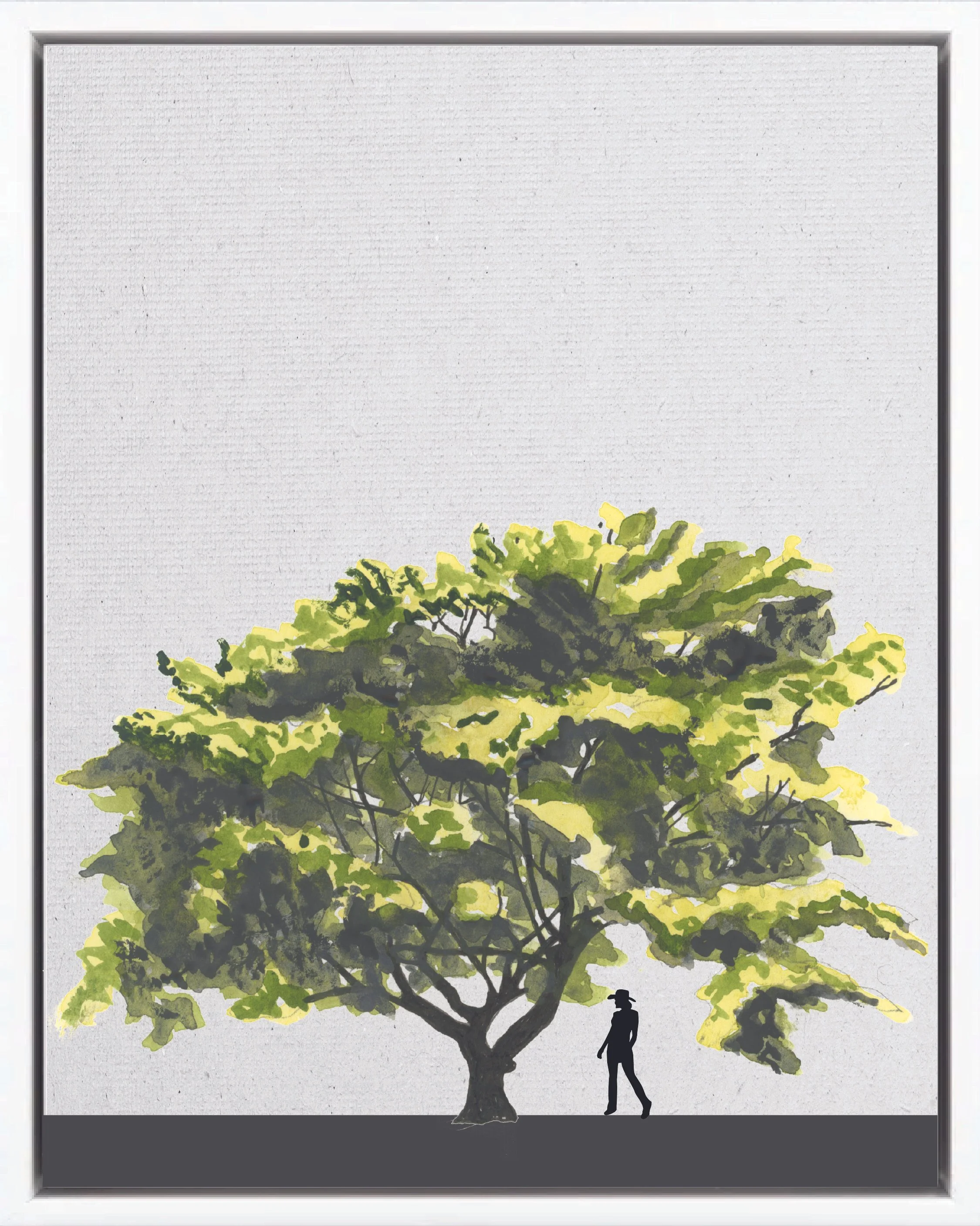 Hand-illustrated portrait of Guachapelí (Silktree guachapelí; frijolillo, gavilán, cenízaro macho, saman), Albizia guachapele, nitrogen-fixing pioneer reforestation tree of the Isthmian-Atlantic slope, at mature height with figure for scale.
