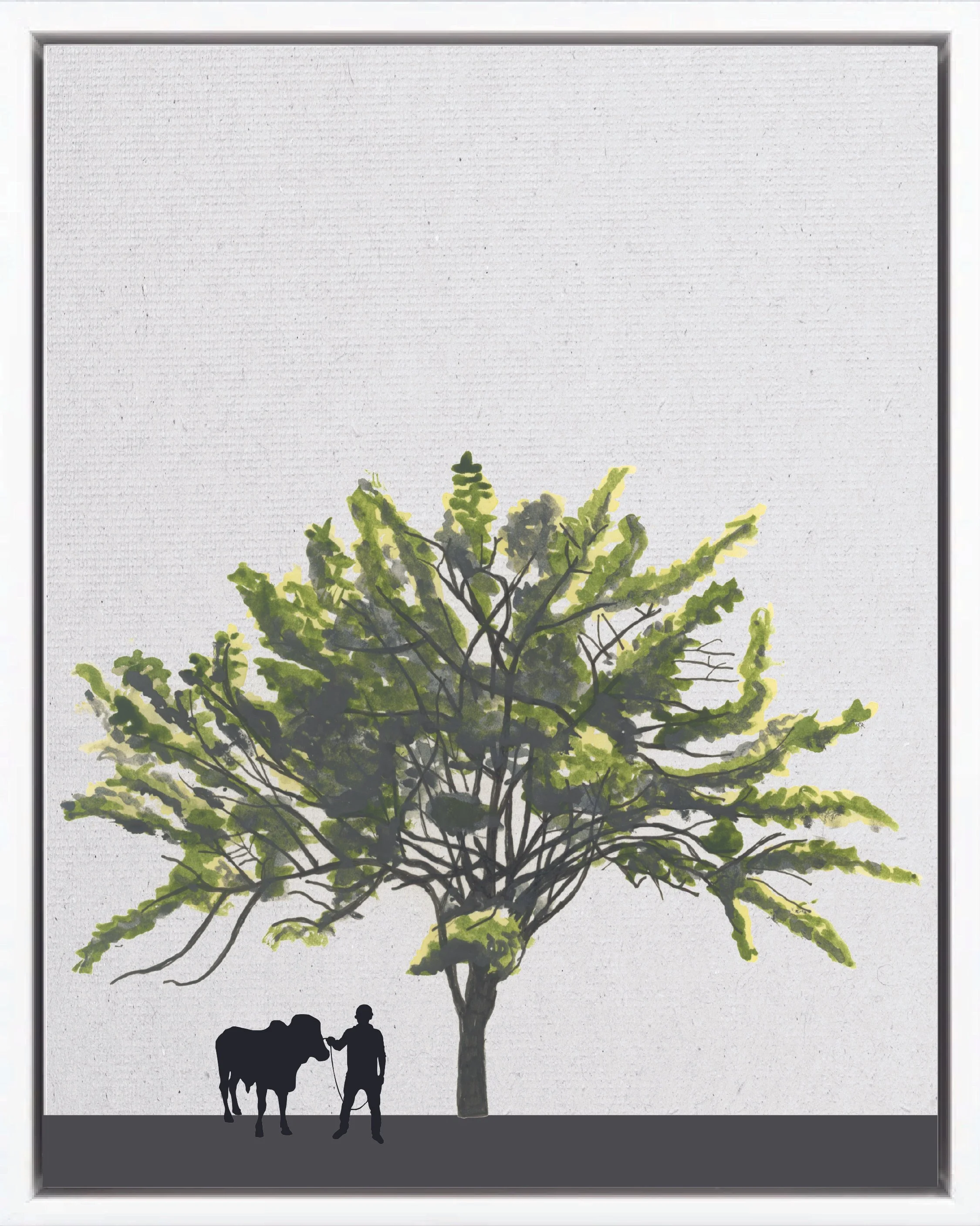 Hand-illustrated portrait of Madero negro (Quickstick; mataratón, cacahuananche, madre de cacao, Nicaraguan cocoa shade), Gliricidia sepium, nitrogen-fixing pioneer reforestation tree Isthmian-Atlantic slope, at mature height with figure for scale.
