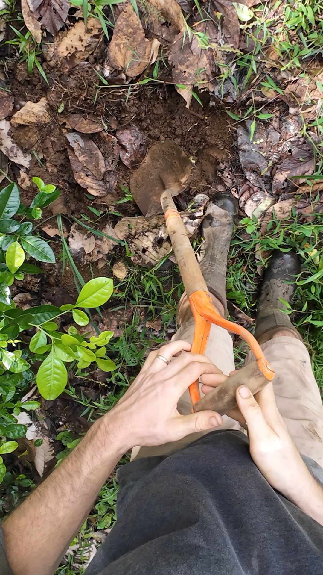 A person using a shovel to dig a hole in the ground amidst leaves and grass, wearing muddy boots.