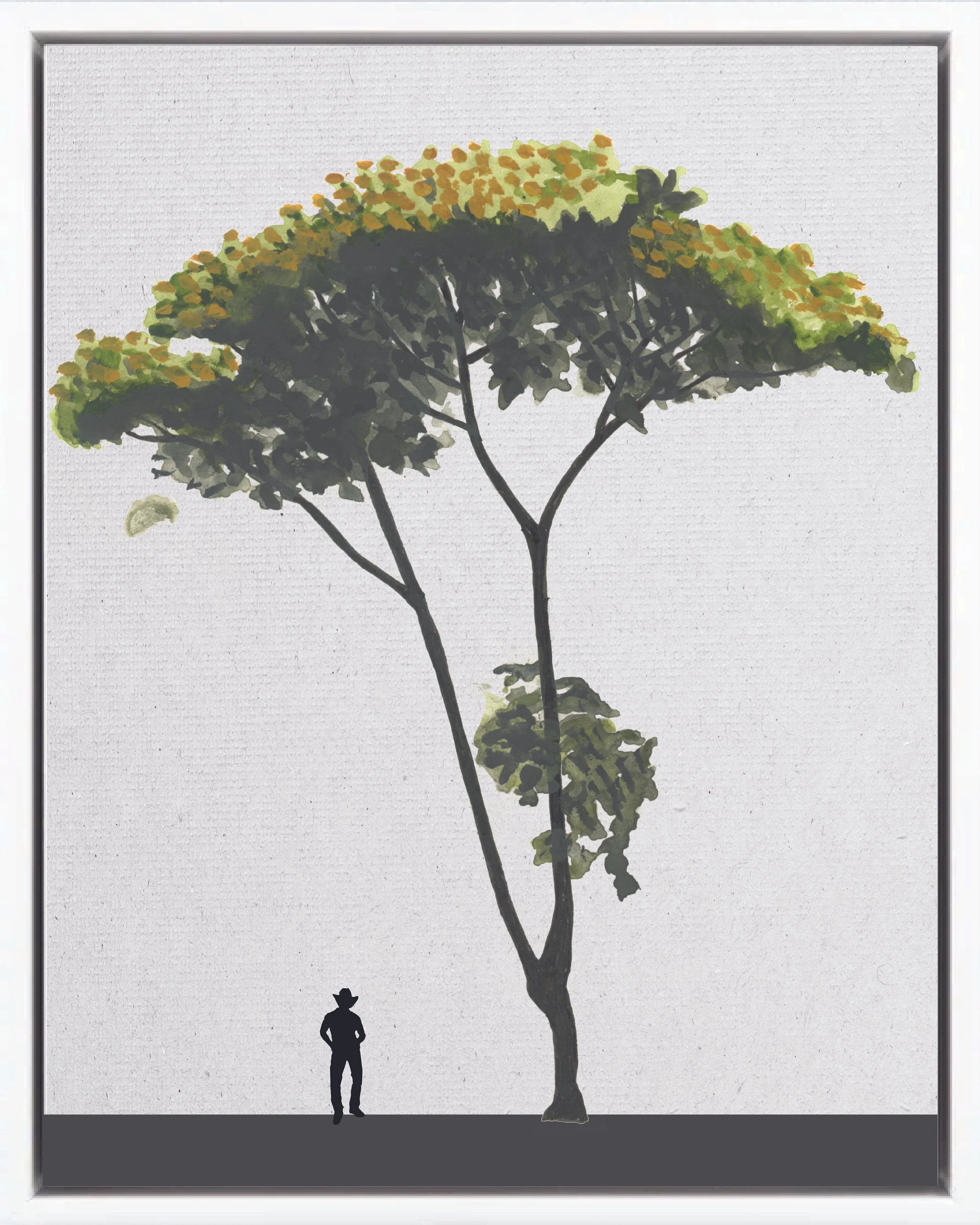 Illustration of Burío (Red-branch jonote; jonote, corcho, majagua, mozote, jolocín), Heliocarpus appendiculatus, fast pioneer reforestation tree of the Isthmian-Atlantic slope, at mature height with figure for scale.