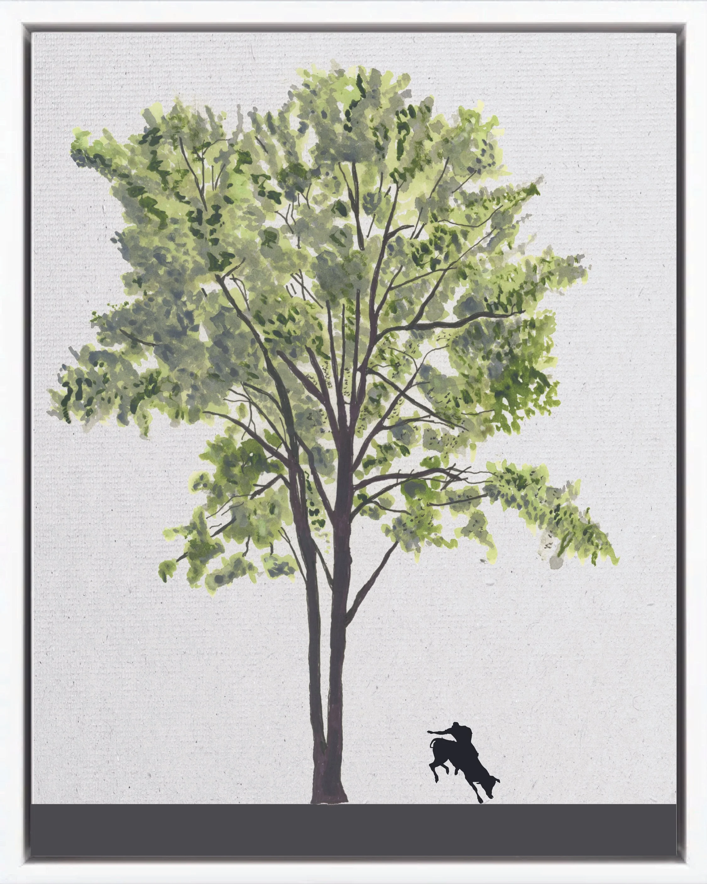 Illustration of Chaperno, Lonchocarpus oliganthus, early secondary reforestation tree of Costa Rica's Neotropical Isthmian-Atlantic slope, at mature height with figure for scale.
