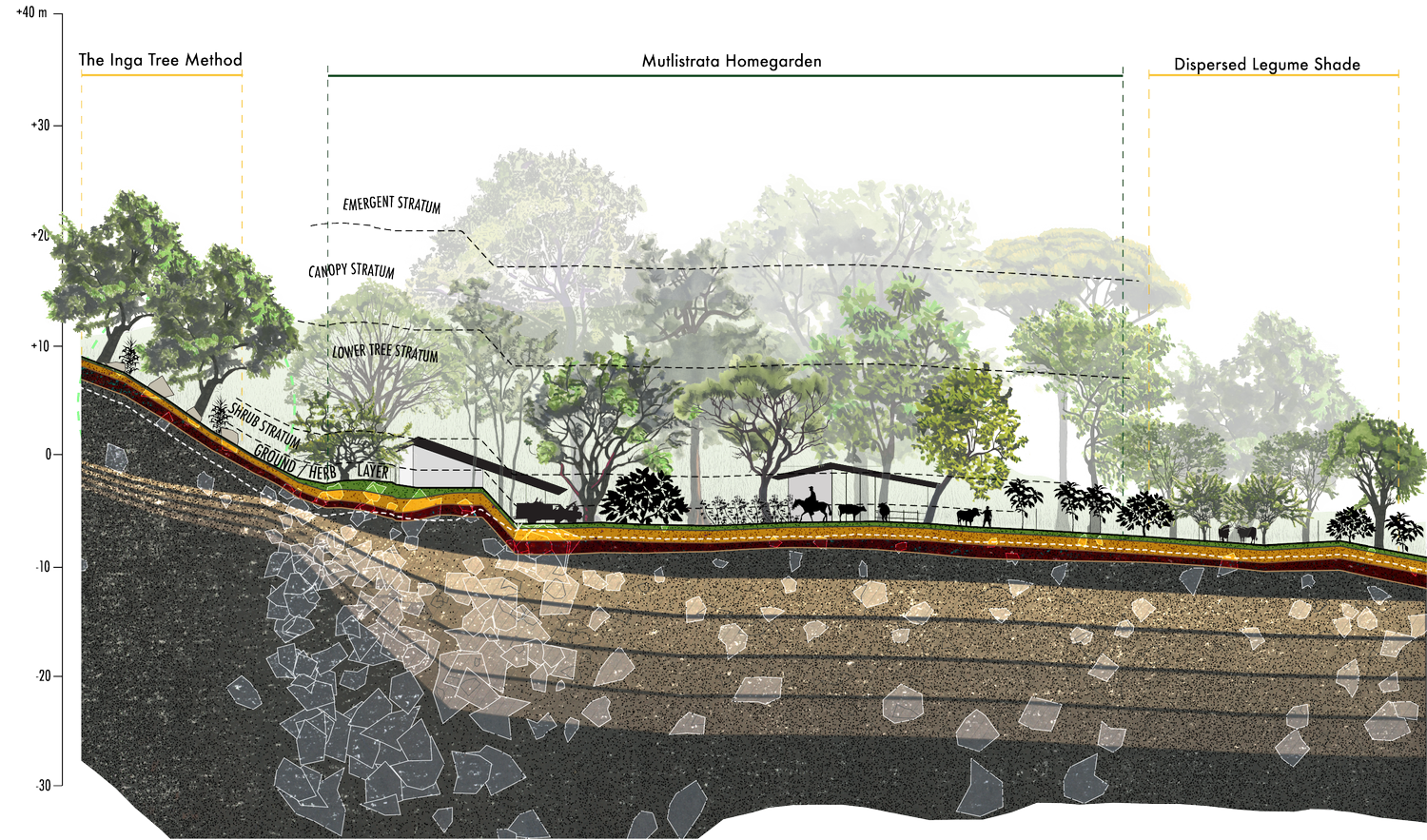Illustrated cross-section of the agroforestry system at Rancho Garza, Costa Rica, showing Inga alley cropping, a multistrata homegarden with native timber and fruit tree species, and dispersed legume shade over coffee and cacao.