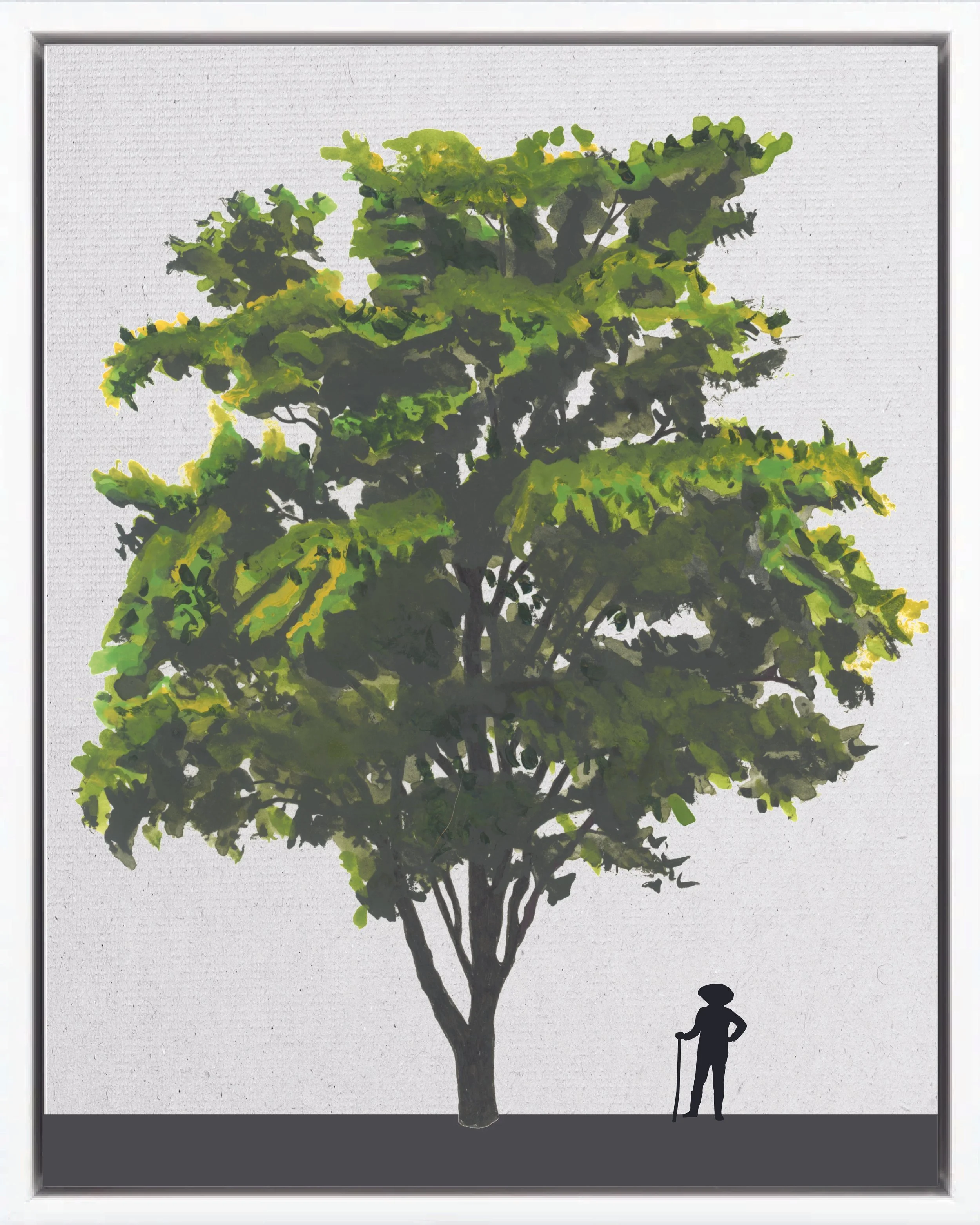 Illustration of Guaitil (Genip tree, Jagua, guaitil blanco), Genipa americana, early secondary reforestation tree of Costa Rica's Neotropical Isthmian-Atlantic slope, at mature height with figure for scale.